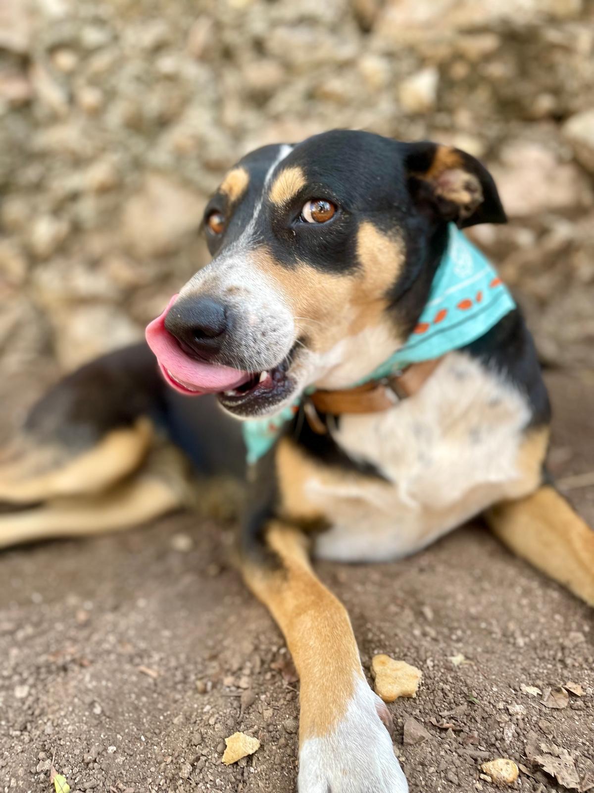 Enlarge Chilindrina (Foster-to-Adopt), a ADOPTABLE mixed breed in Mississauga, ON image 4/6