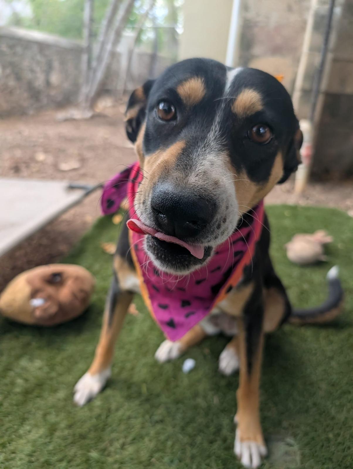 Chilindrina (Foster-to-Adopt), ADOPTABLE, Adult Female Labrador Retriever & Shepherd.