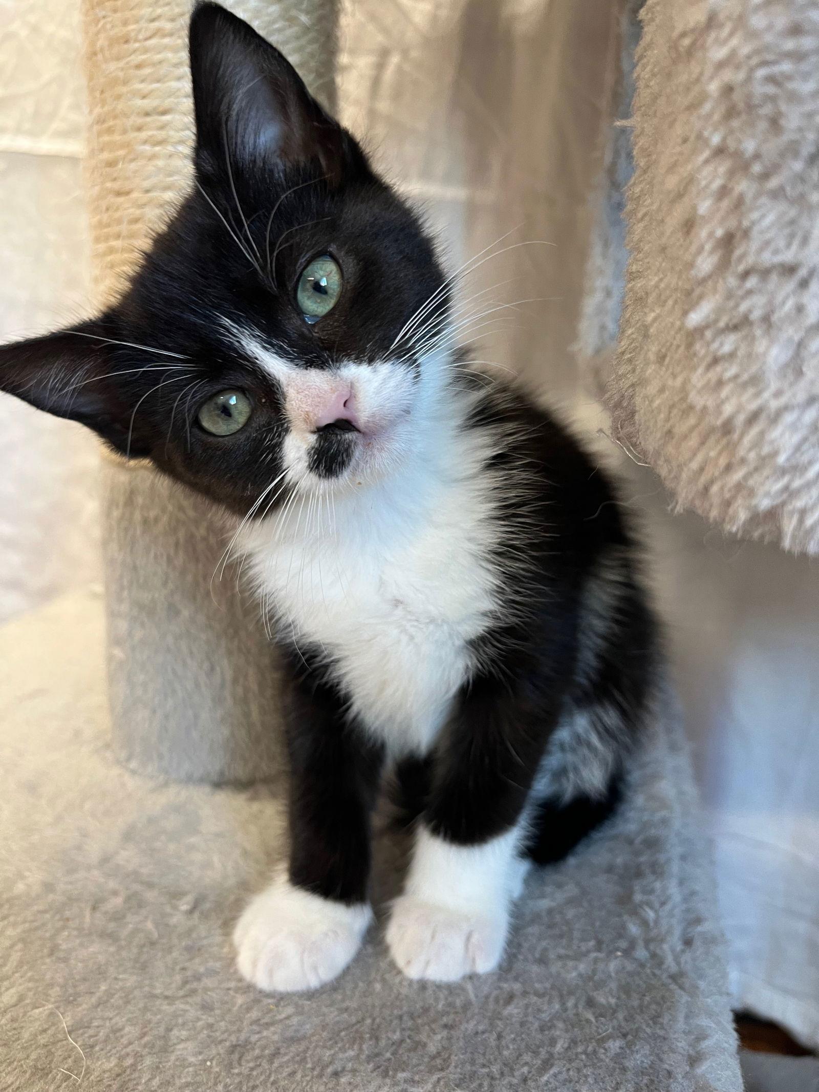 Enlarge Lux & Lotus, a Adopted mixed breed in Walnut Creek, CA image 1/3