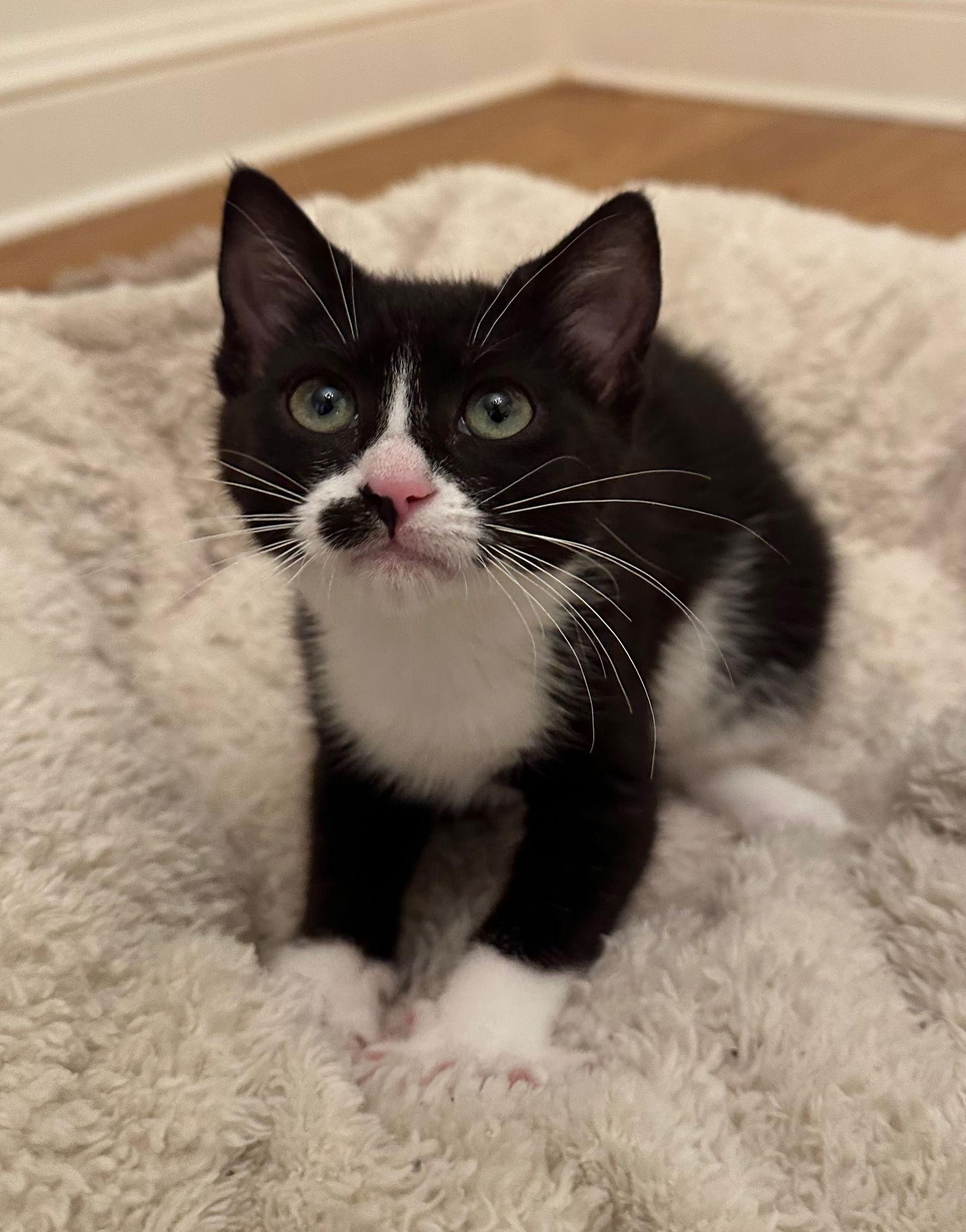 Enlarge Lux & Lotus, a Adopted mixed breed in Walnut Creek, CA image 2/3