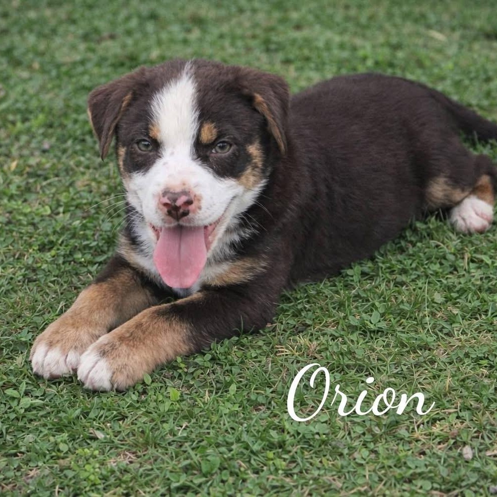 Orion (NCCR), adopted, Puppy Male Labrador Retriever.