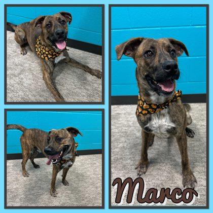 Marco, Adoptable, Young Male Pit Bull Terrier & Mixed Breed.