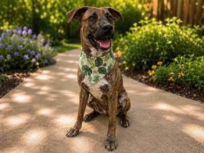 Enlarge Marco, a Adoptable mixed breed in Seagoville, TX image 2/2