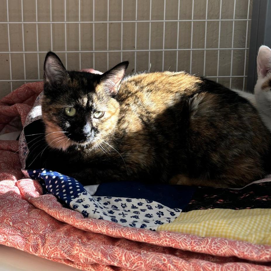 Ava, Adoptable, Young Female Domestic Short Hair.