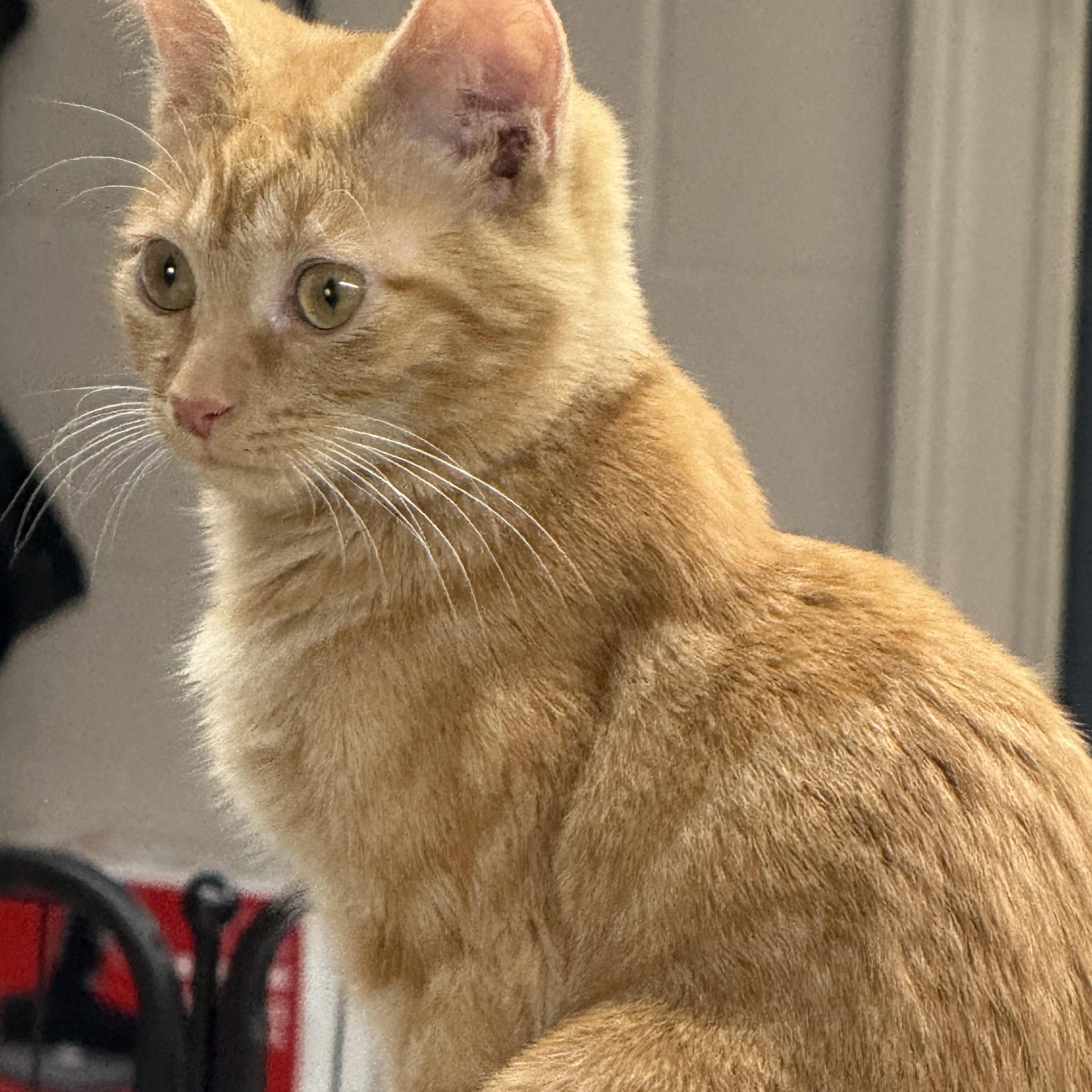 Marmalade thumbnail 3