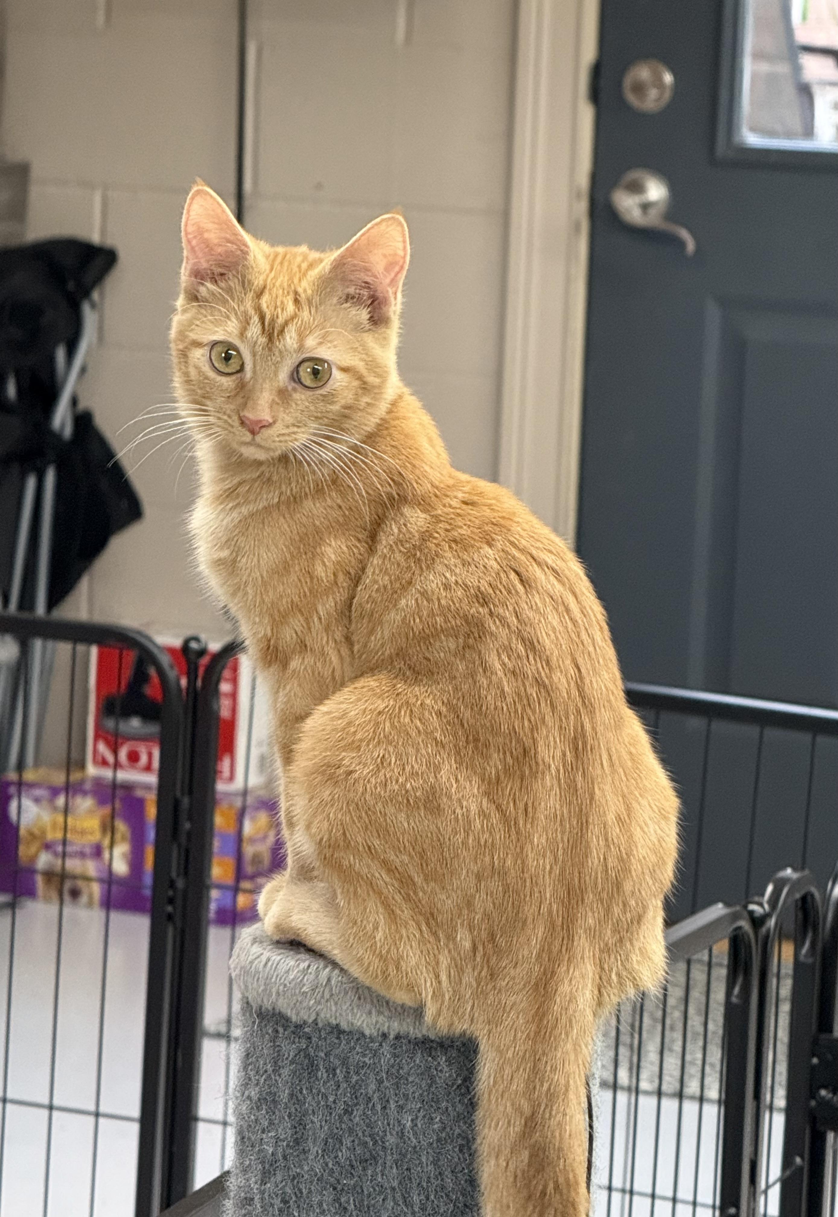 Marmalade thumbnail 2