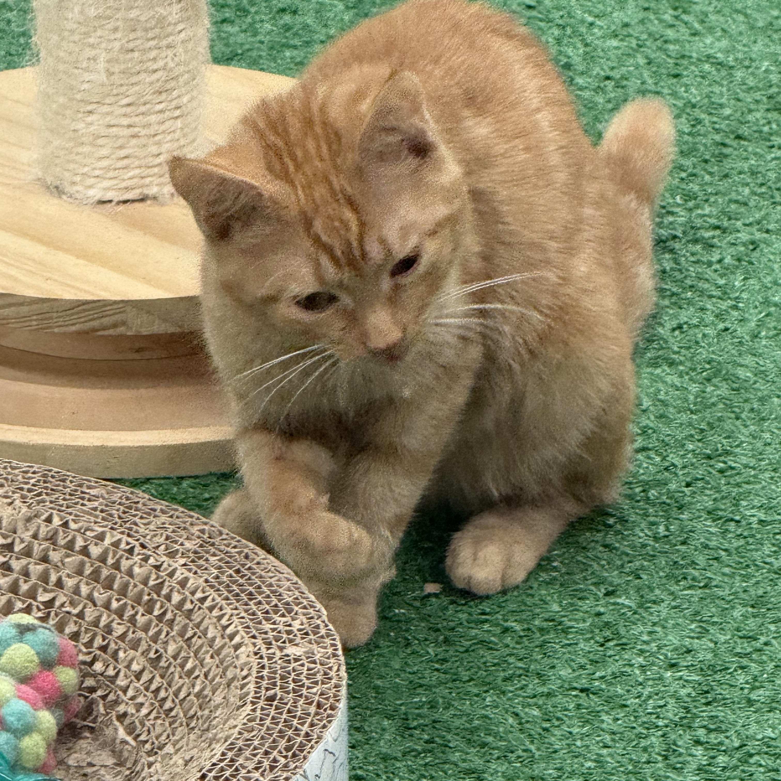 Marmalade thumbnail 4