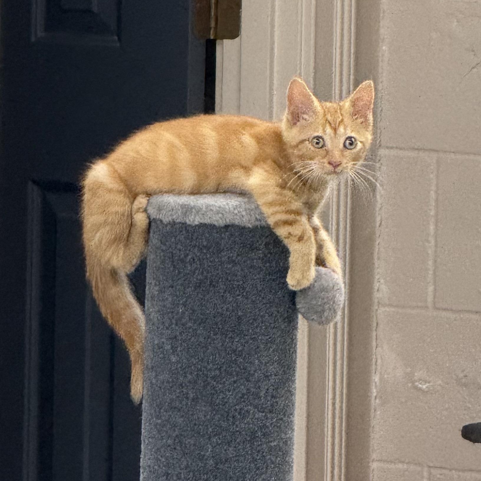 Marmalade, Young Female Domestic Short Hair