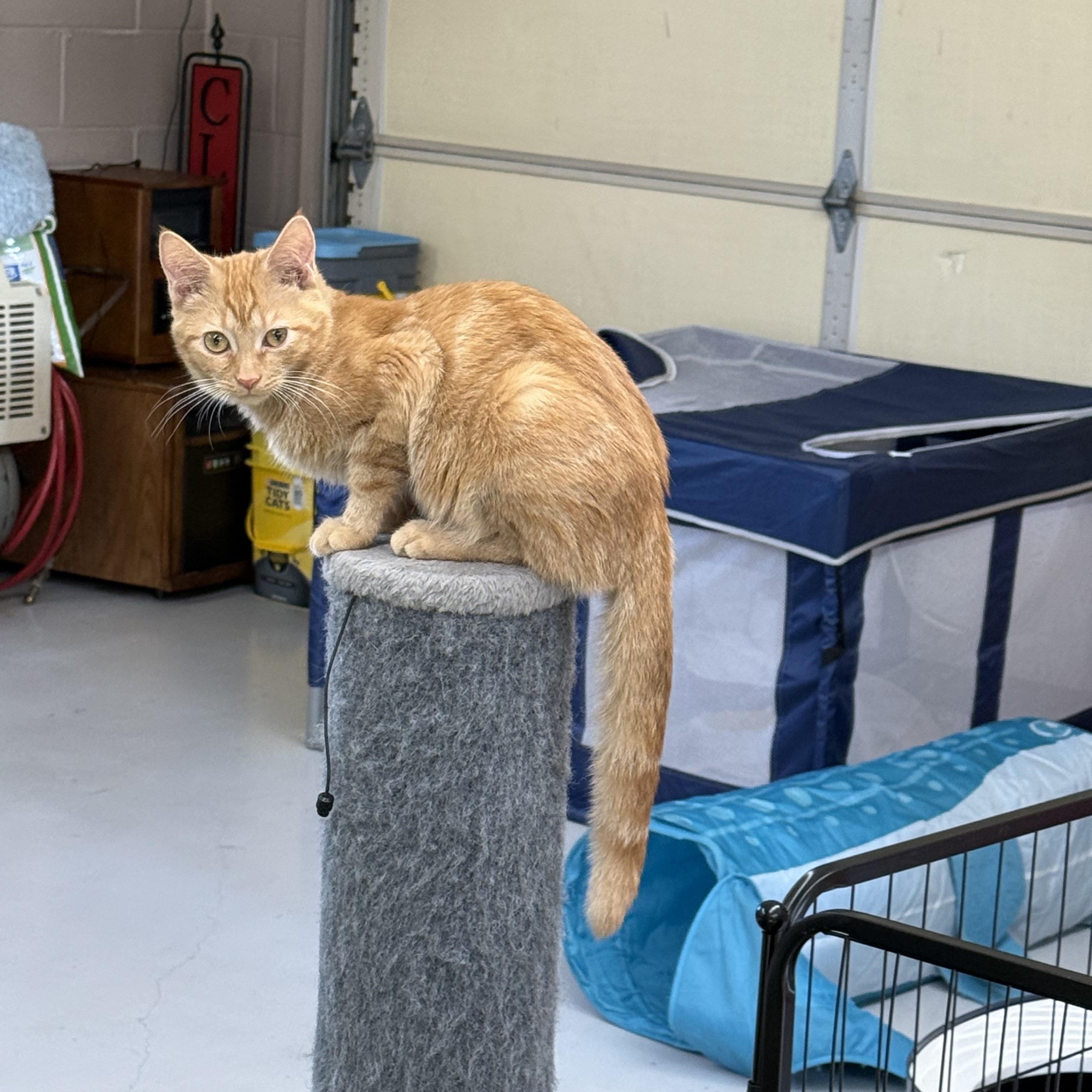 Marmalade thumbnail 6