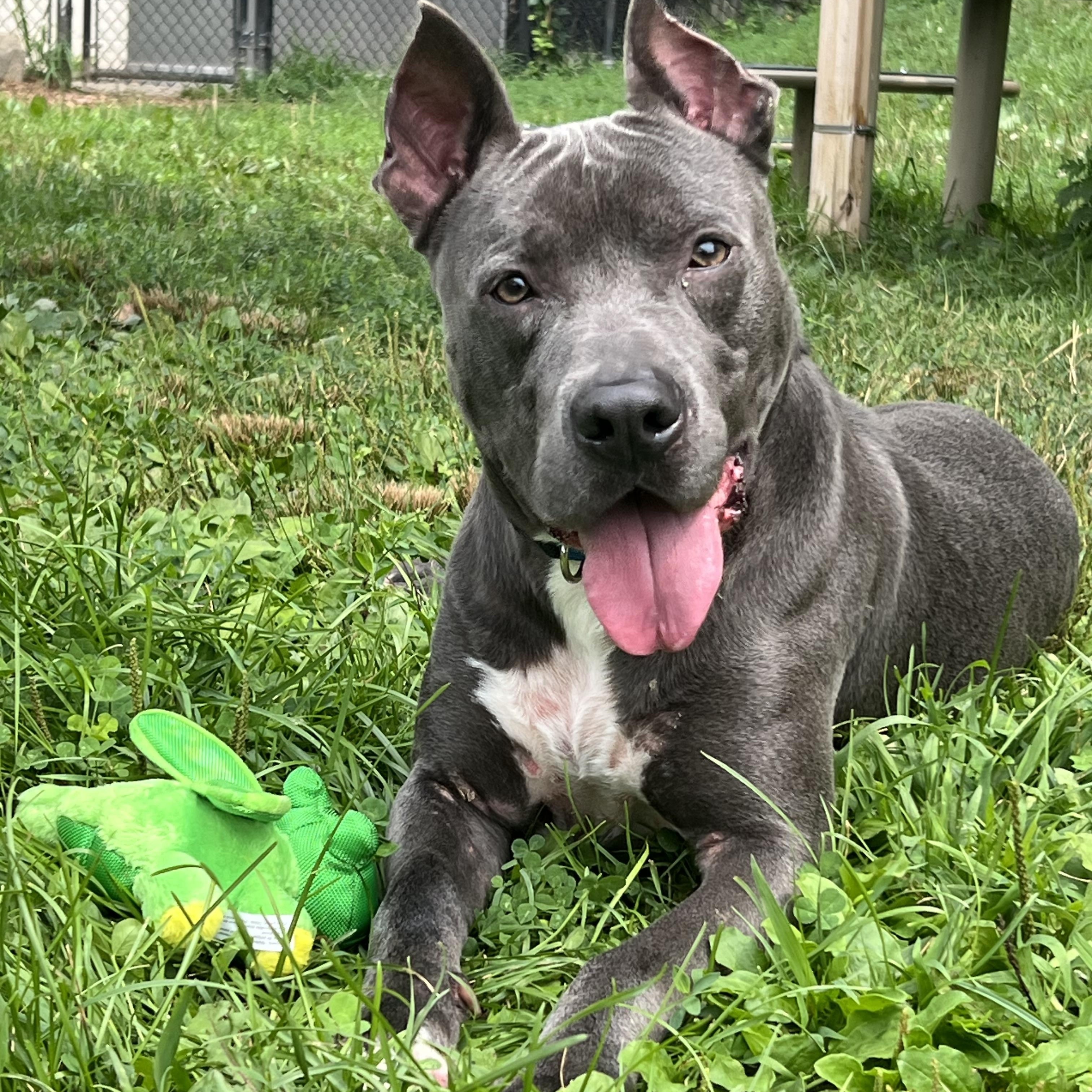 Bullitt, Adoptable, Young Male Pit Bull Terrier.