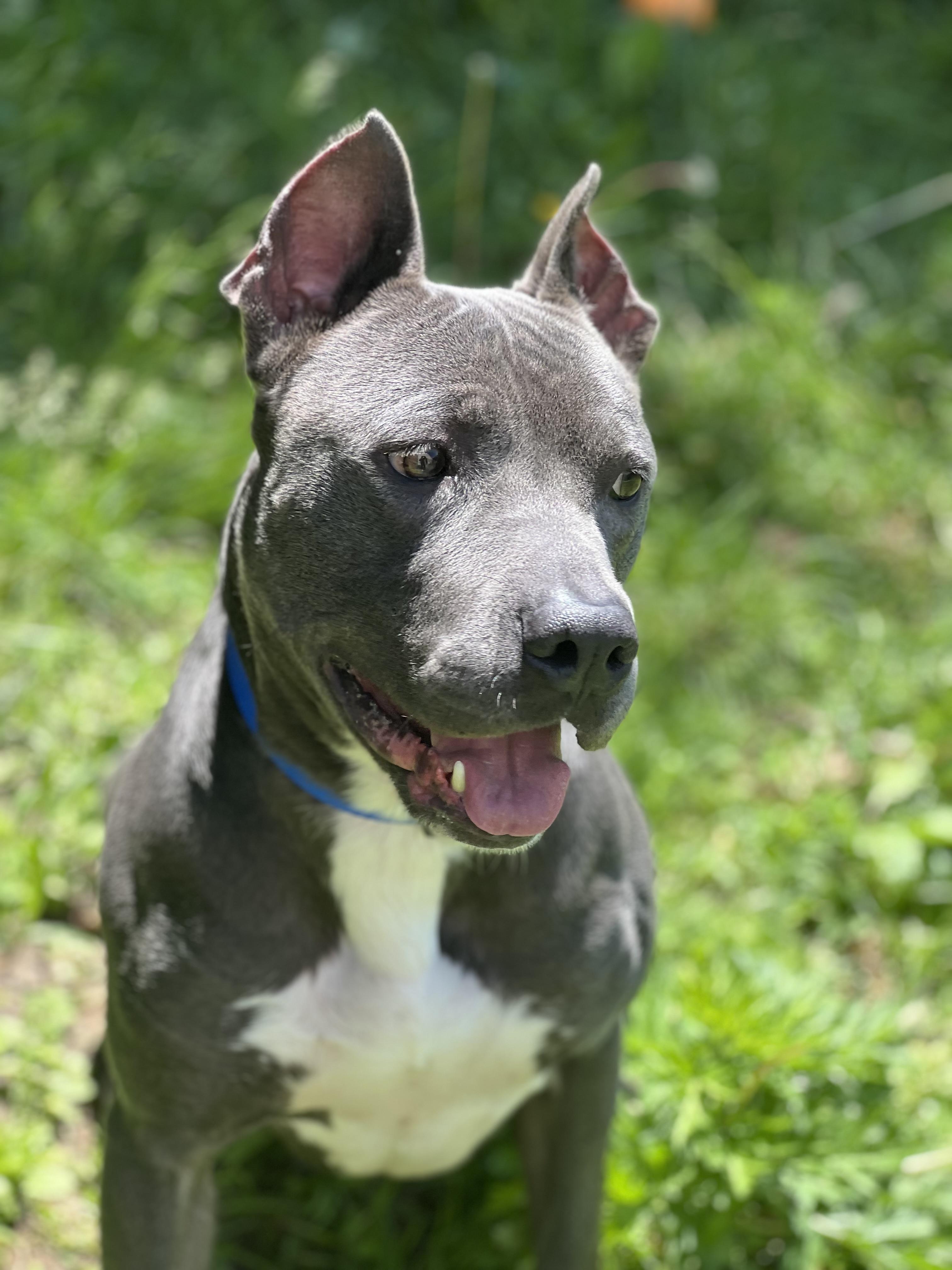 Bullitt, a Adoptable Pit Bull Terrier in Yonkers, NY image 4/6