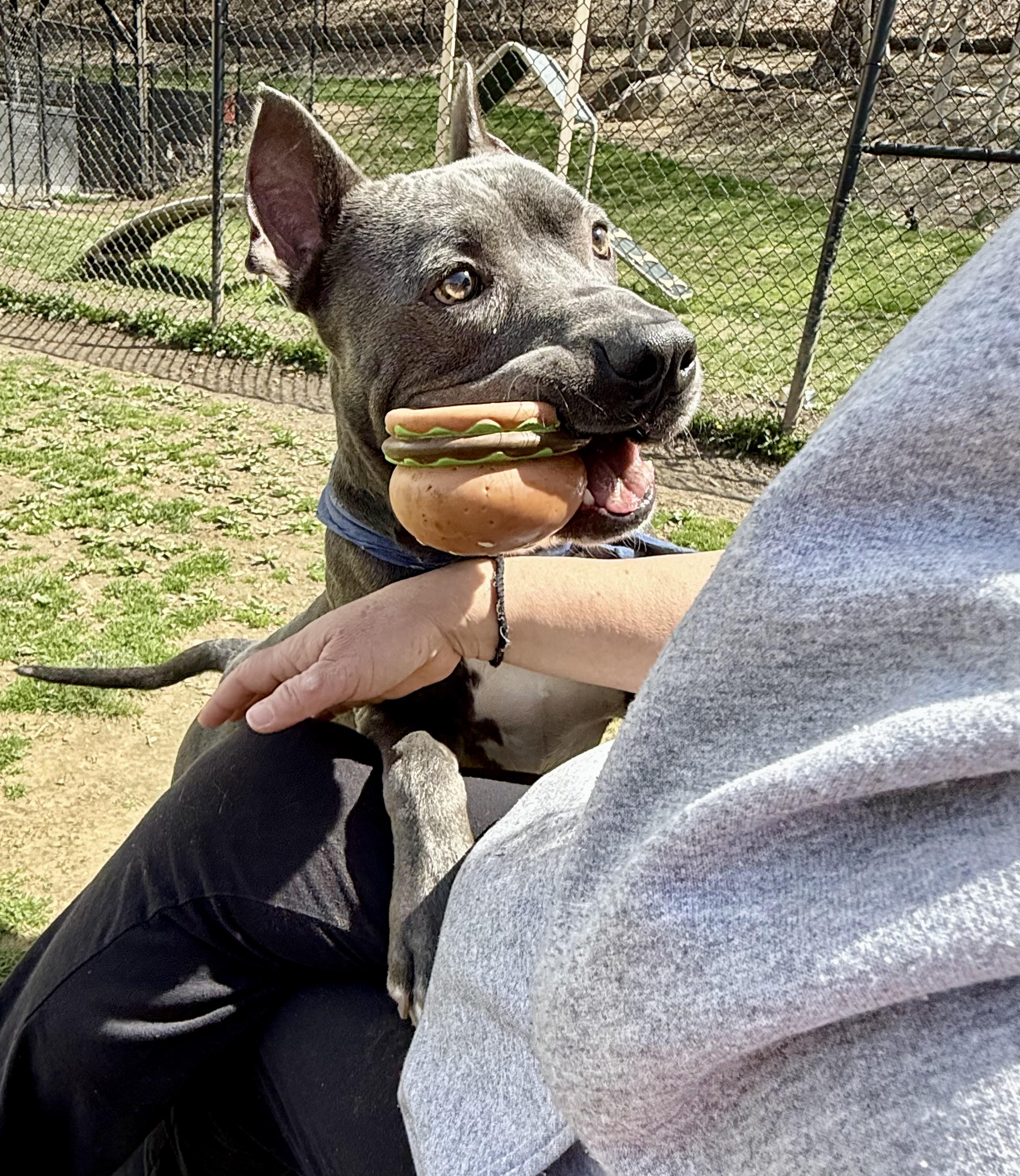 Bullitt, Adoptable, Young Male Pit Bull Terrier.