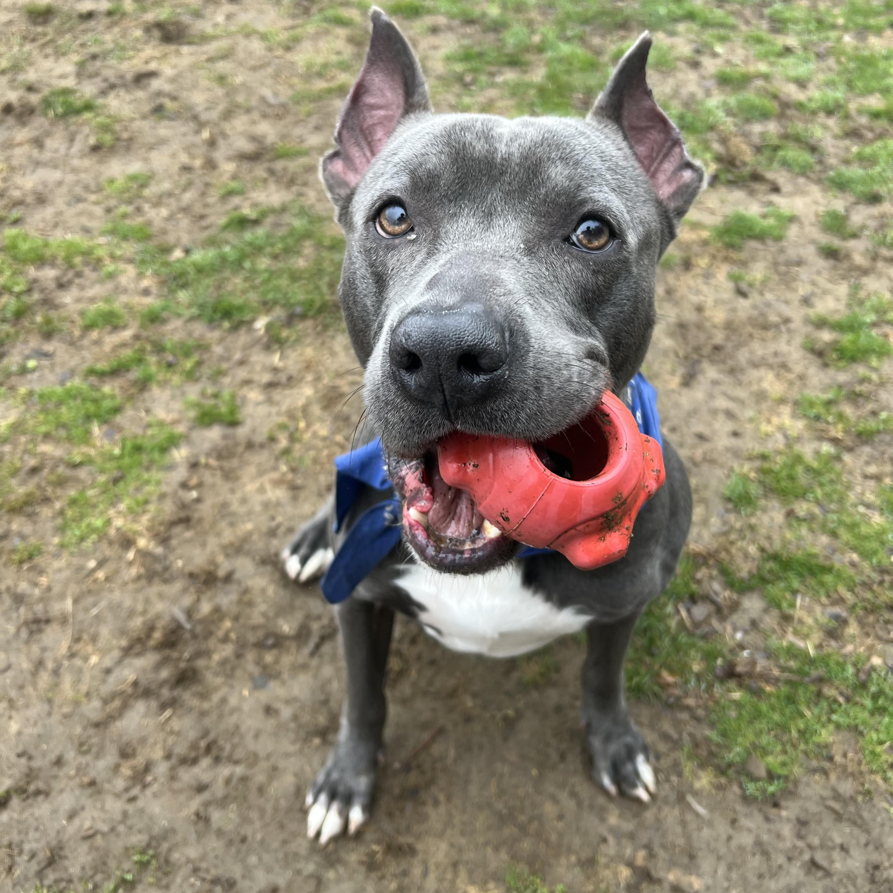Bullitt, a Adoptable Pit Bull Terrier in Yonkers, NY image 2/6