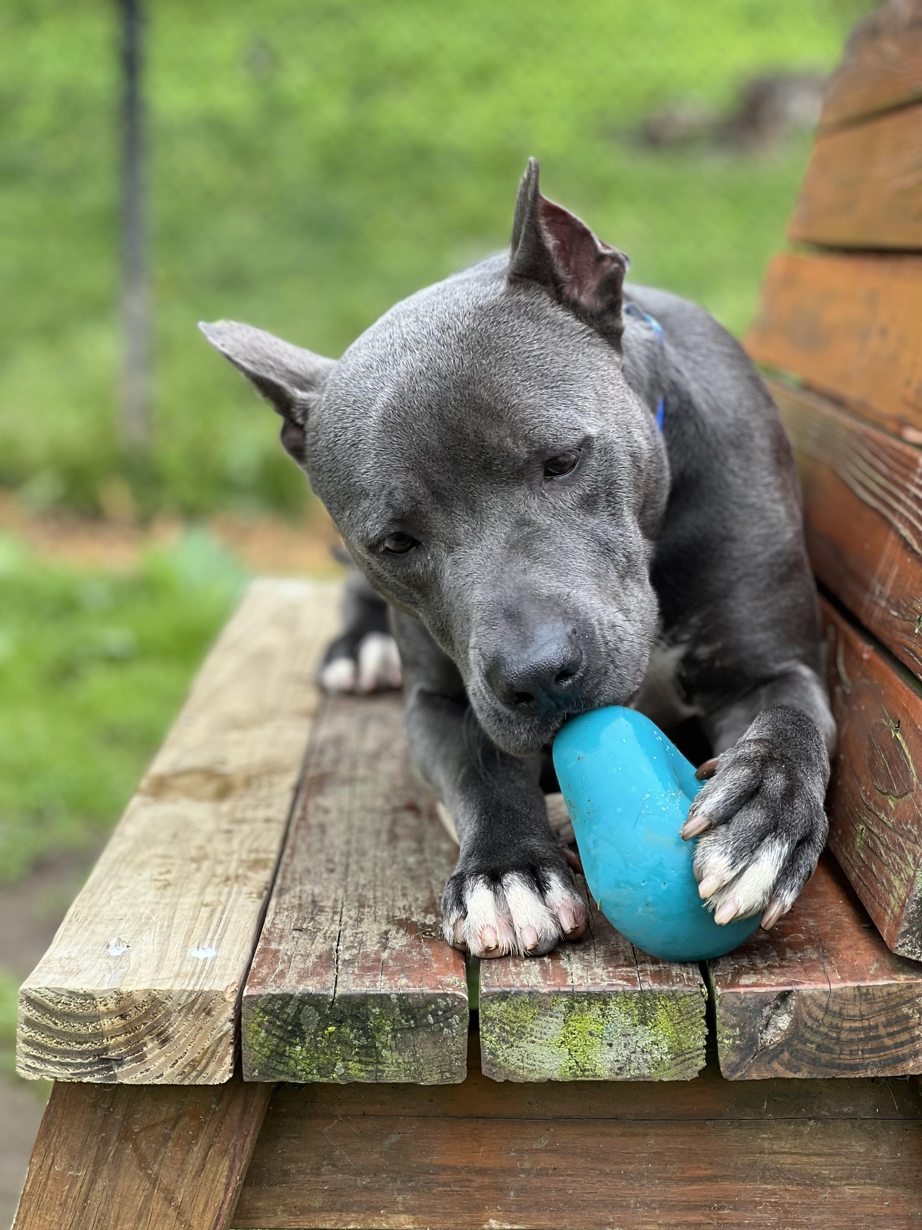 Bullitt, a Adoptable Pit Bull Terrier in Yonkers, NY image 6/6