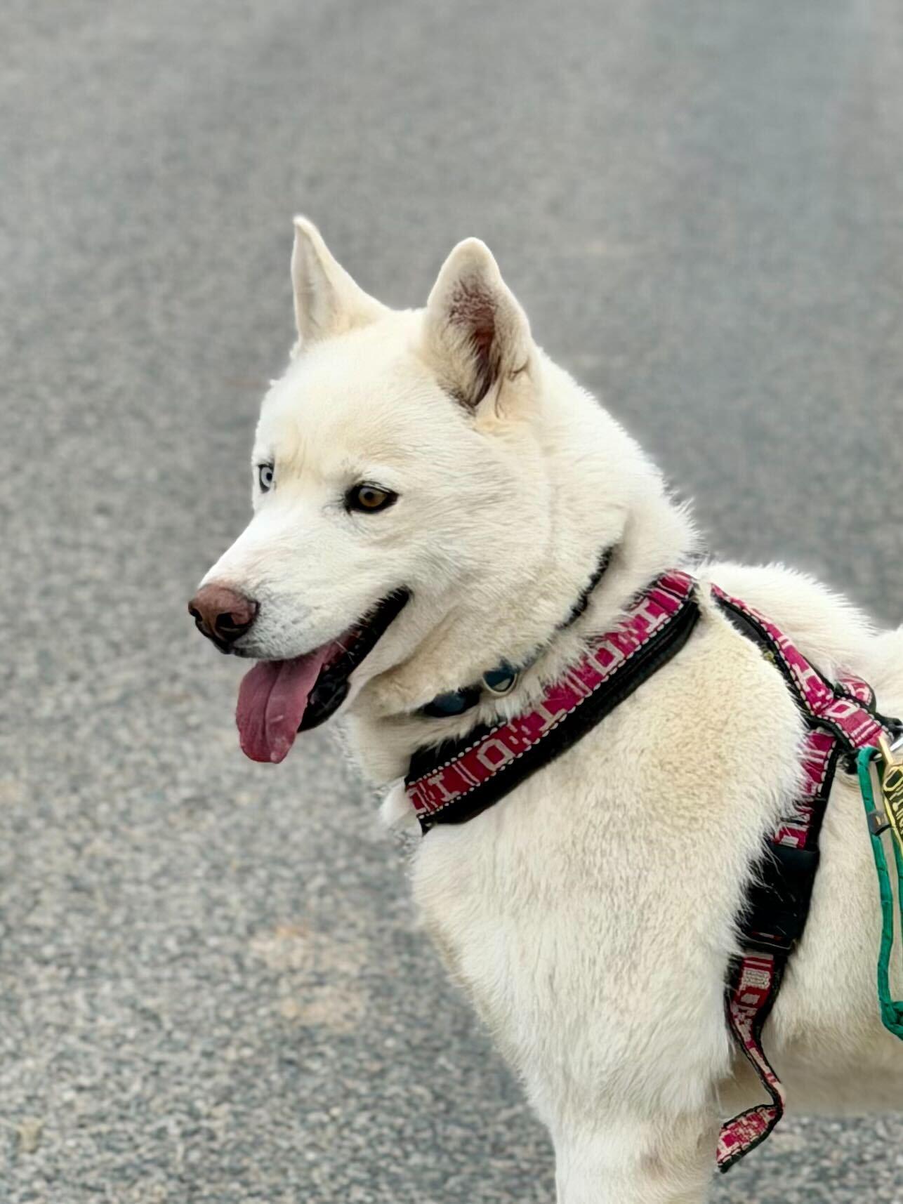 Enlarge Ember, a Adoptable Siberian Husky in Cottonwood Heights, UT image 1/6