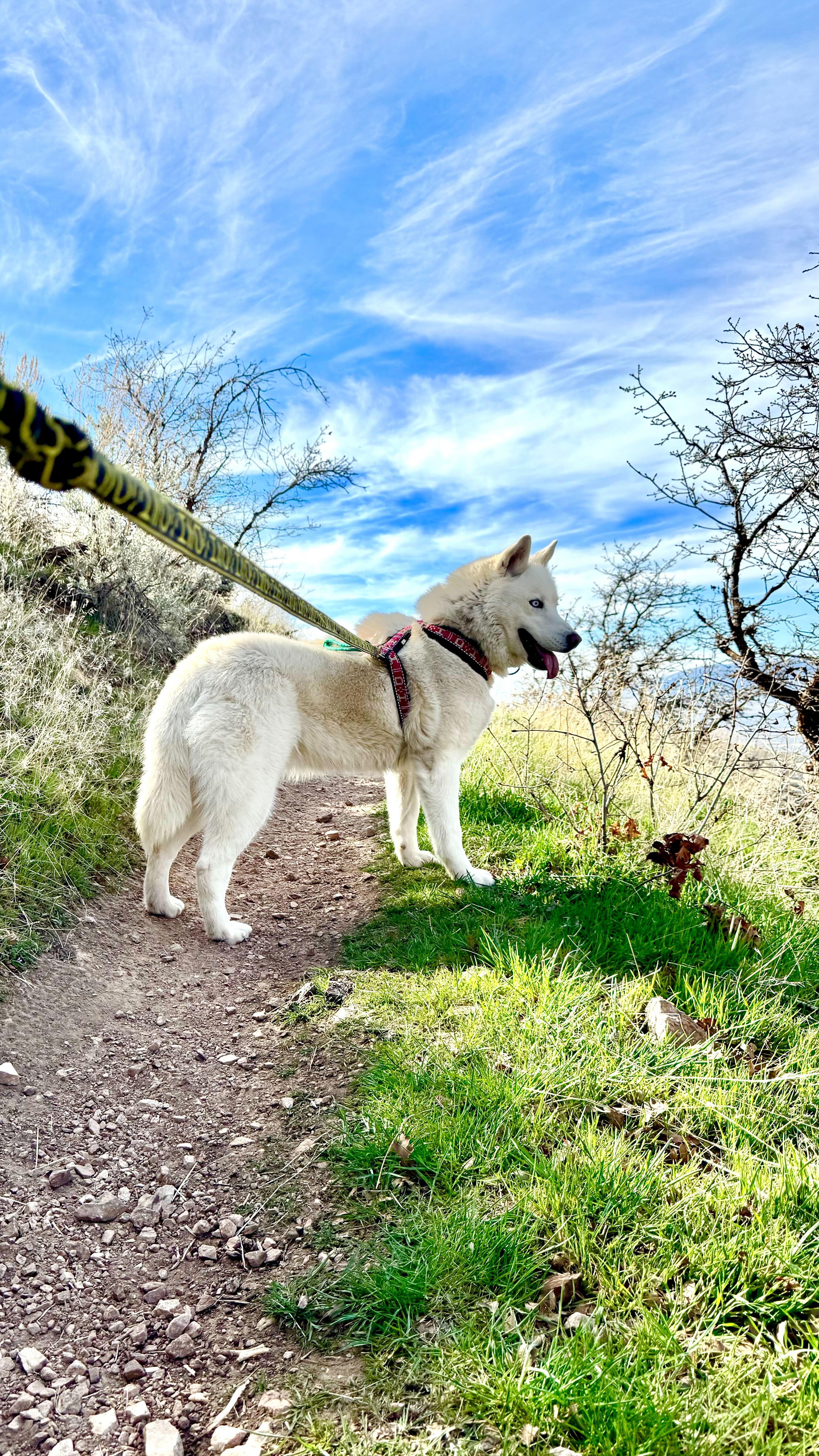 Ember, Adoptable, Adult Female Siberian Husky.