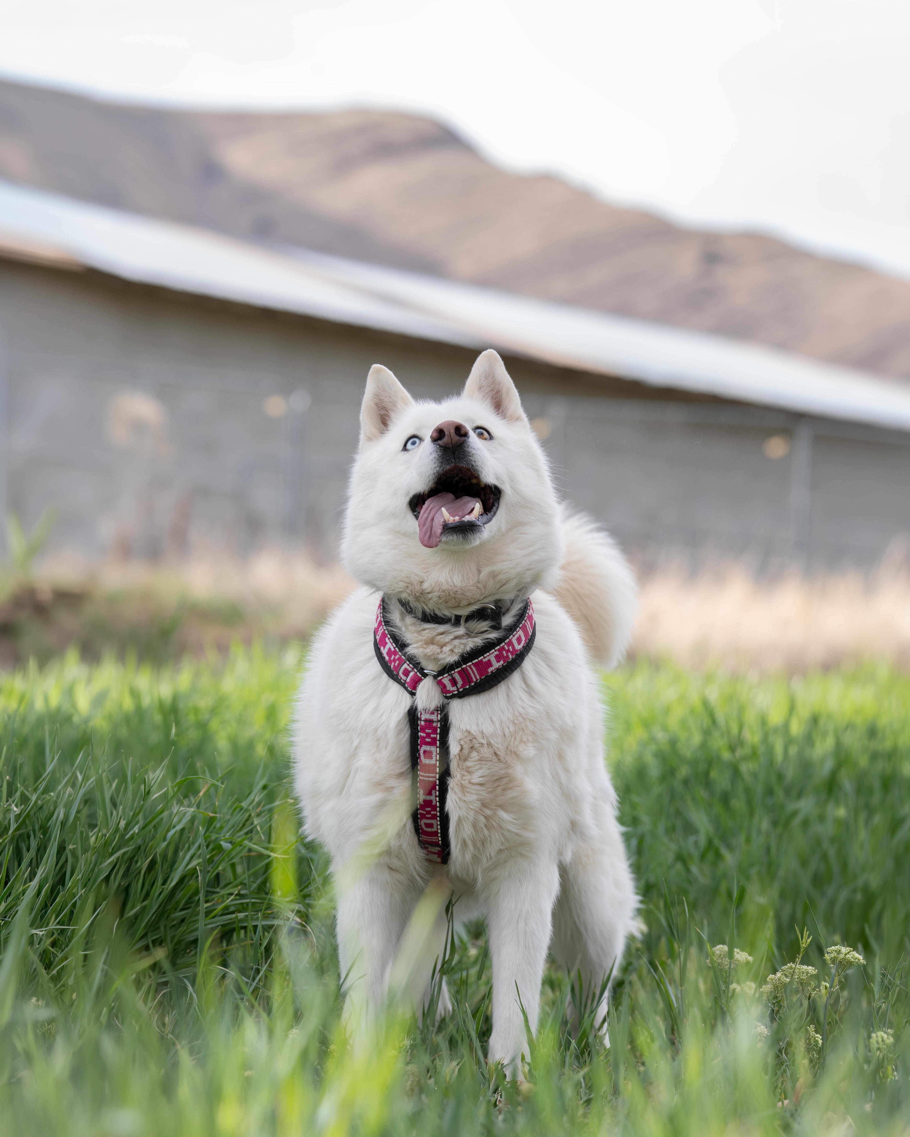 Enlarge Ember, a Adoptable Siberian Husky in Cottonwood Heights, UT image 1/6
