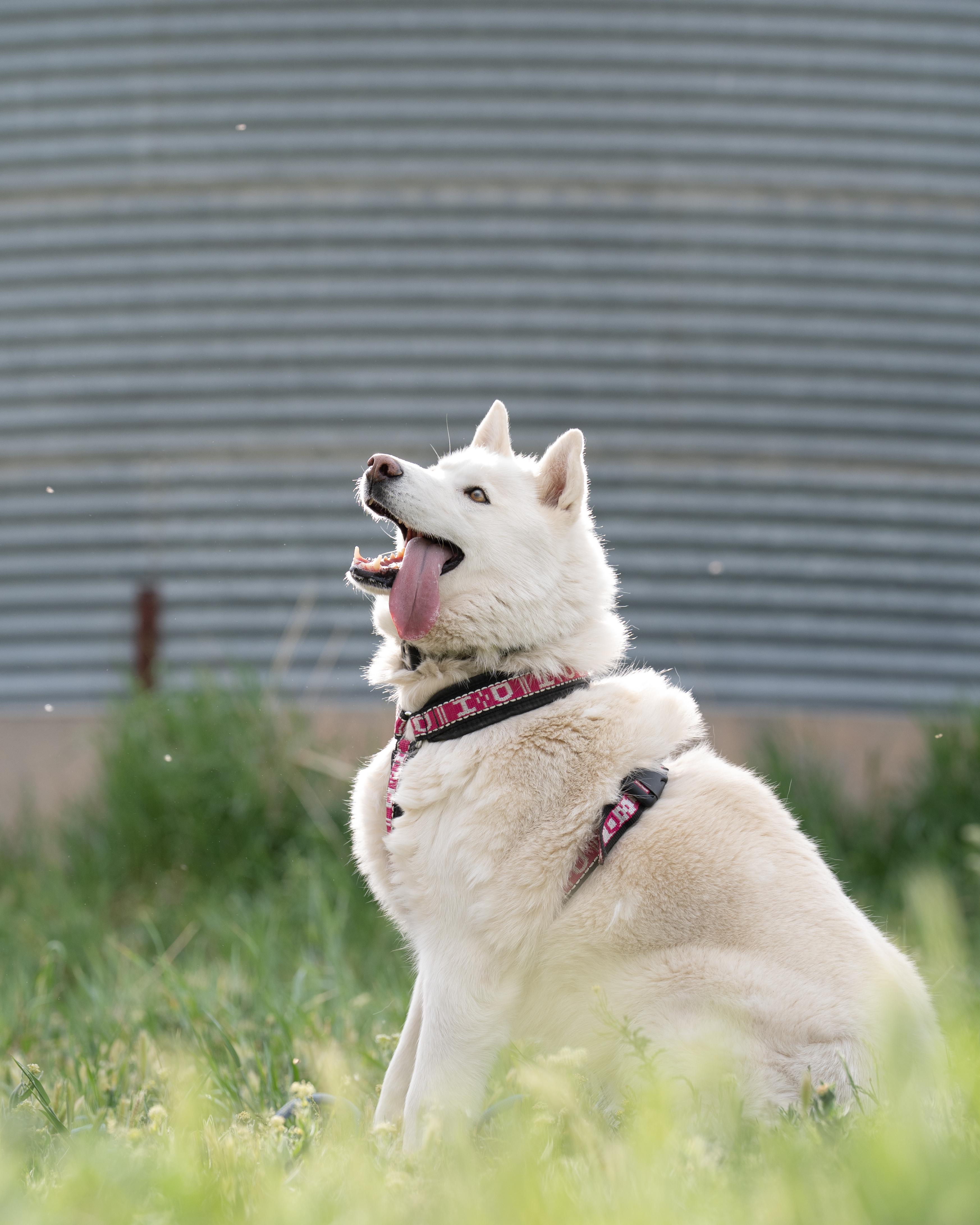 Enlarge Ember, a Adoptable Siberian Husky in Cottonwood Heights, UT image 2/6