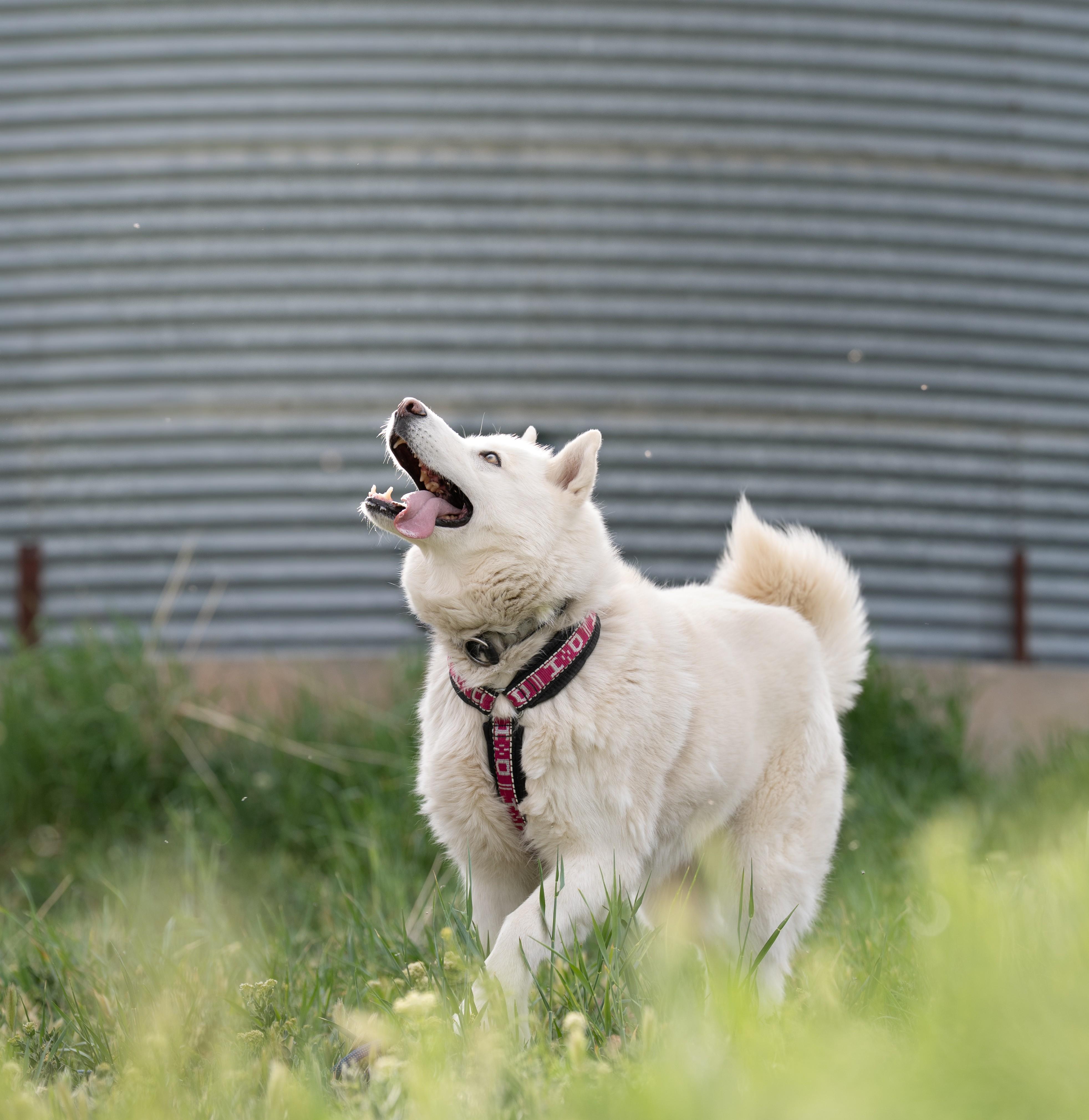 Enlarge Ember, a Adoptable Siberian Husky in Cottonwood Heights, UT image 3/6