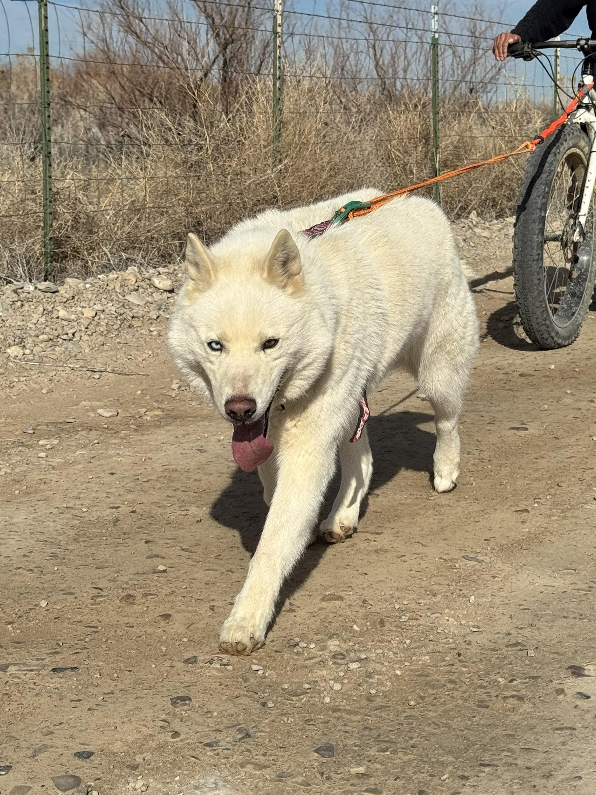 Enlarge Ember, a Adoptable Siberian Husky in Cottonwood Heights, UT image 3/6