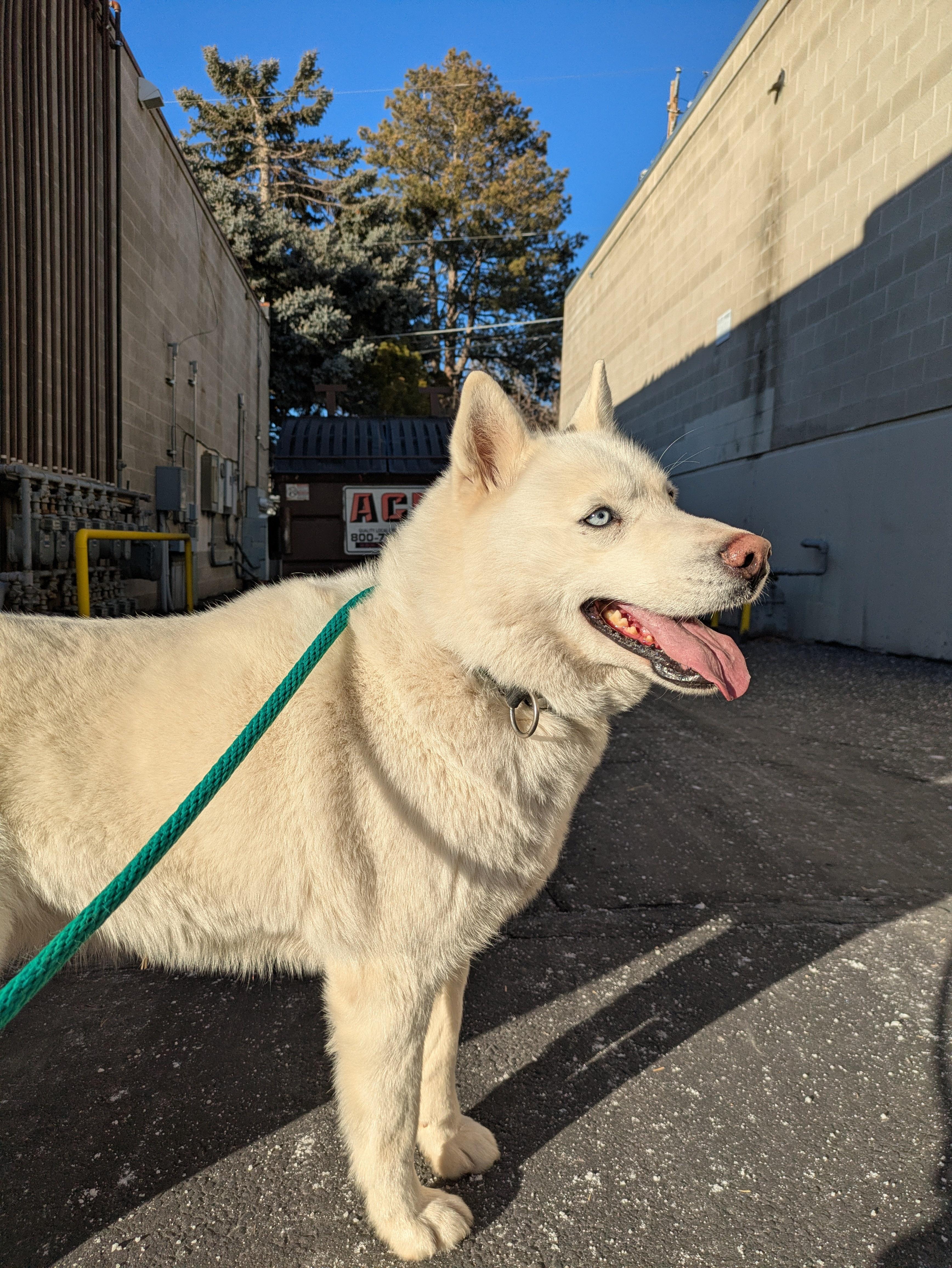 Enlarge Ember, a Adoptable Siberian Husky in Cottonwood Heights, UT image 4/6