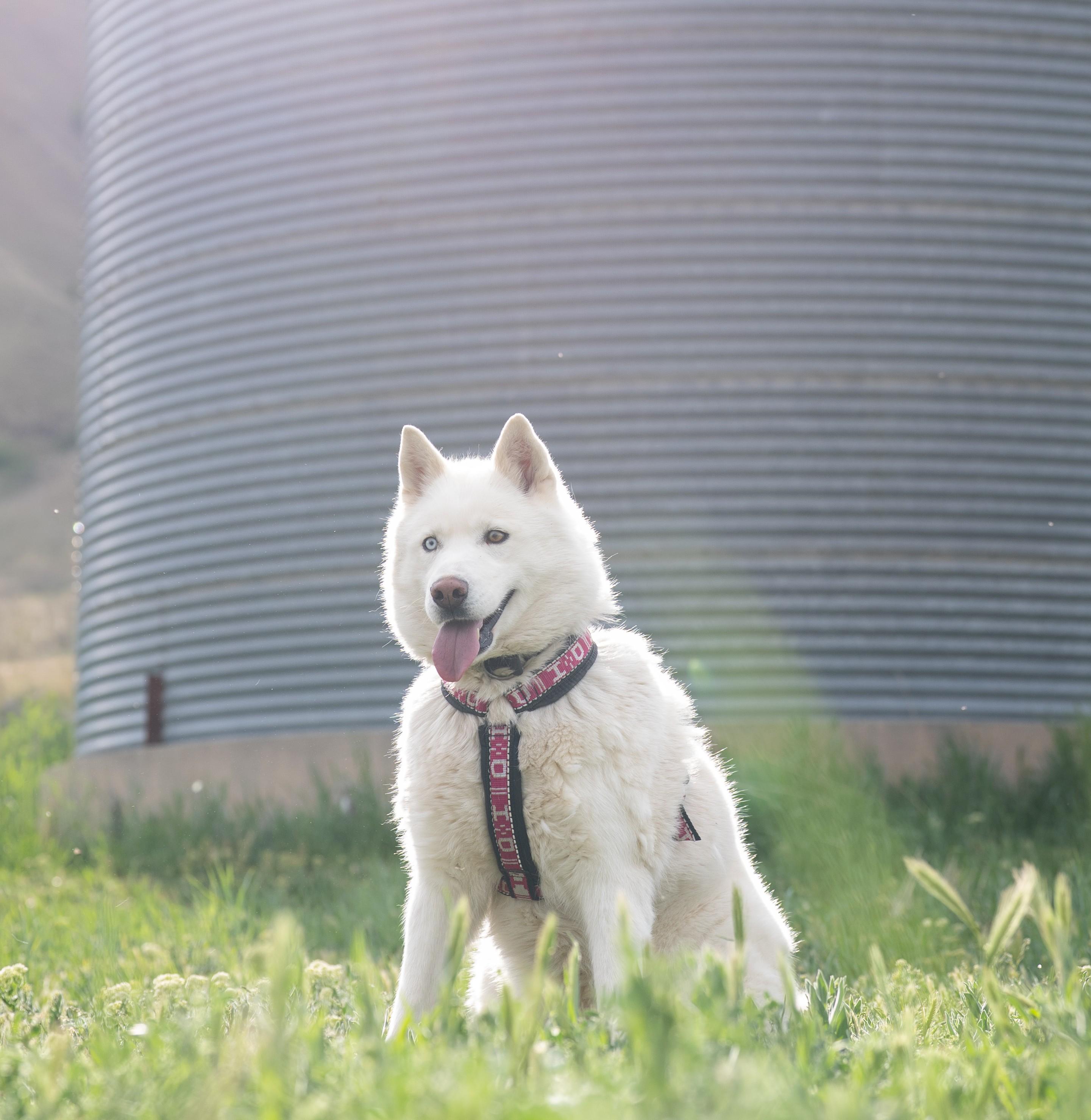 Enlarge Ember, a Adoptable Siberian Husky in Cottonwood Heights, UT image 4/6