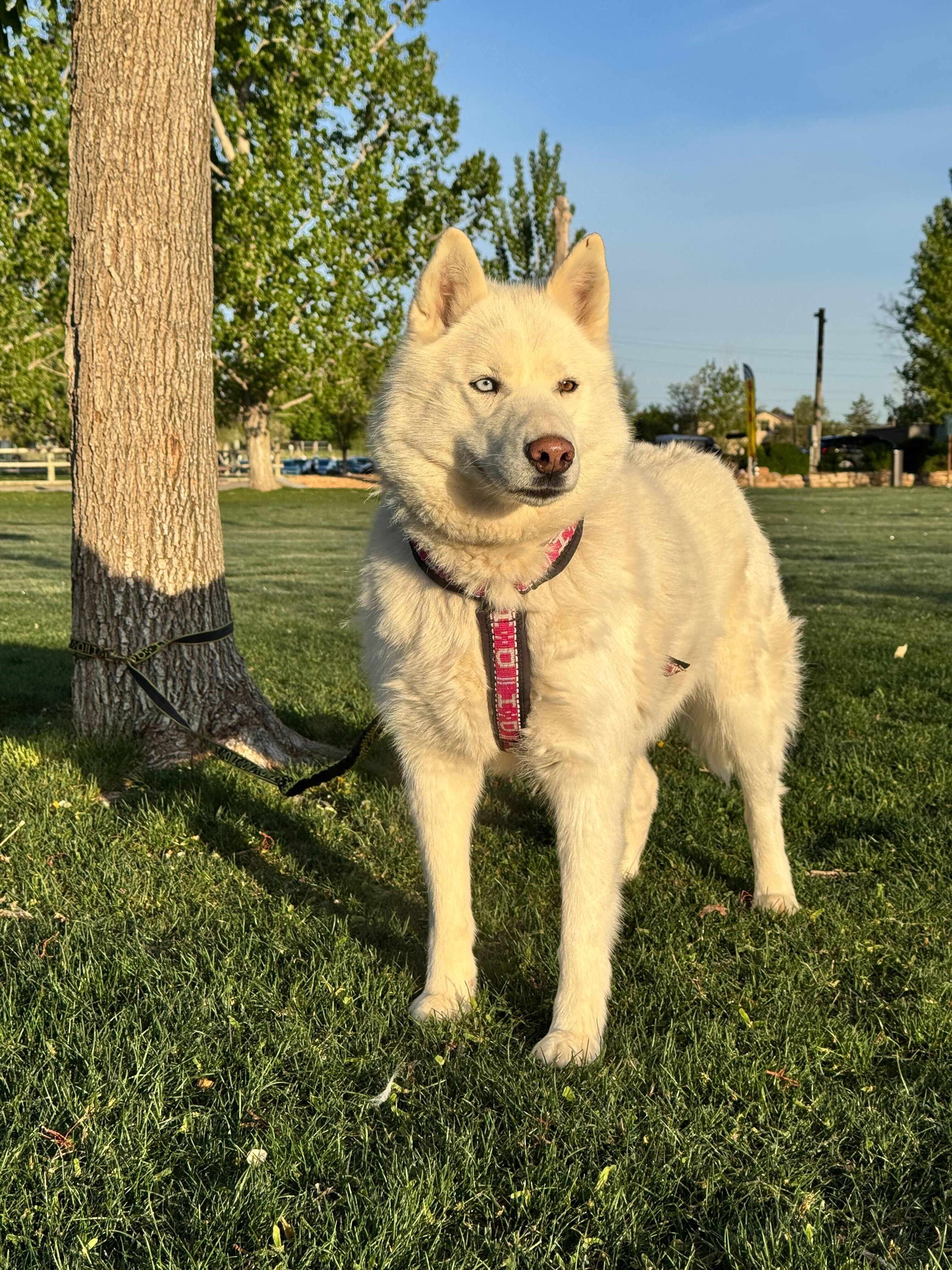 Enlarge Ember, a Adoptable Siberian Husky in Cottonwood Heights, UT image 5/6