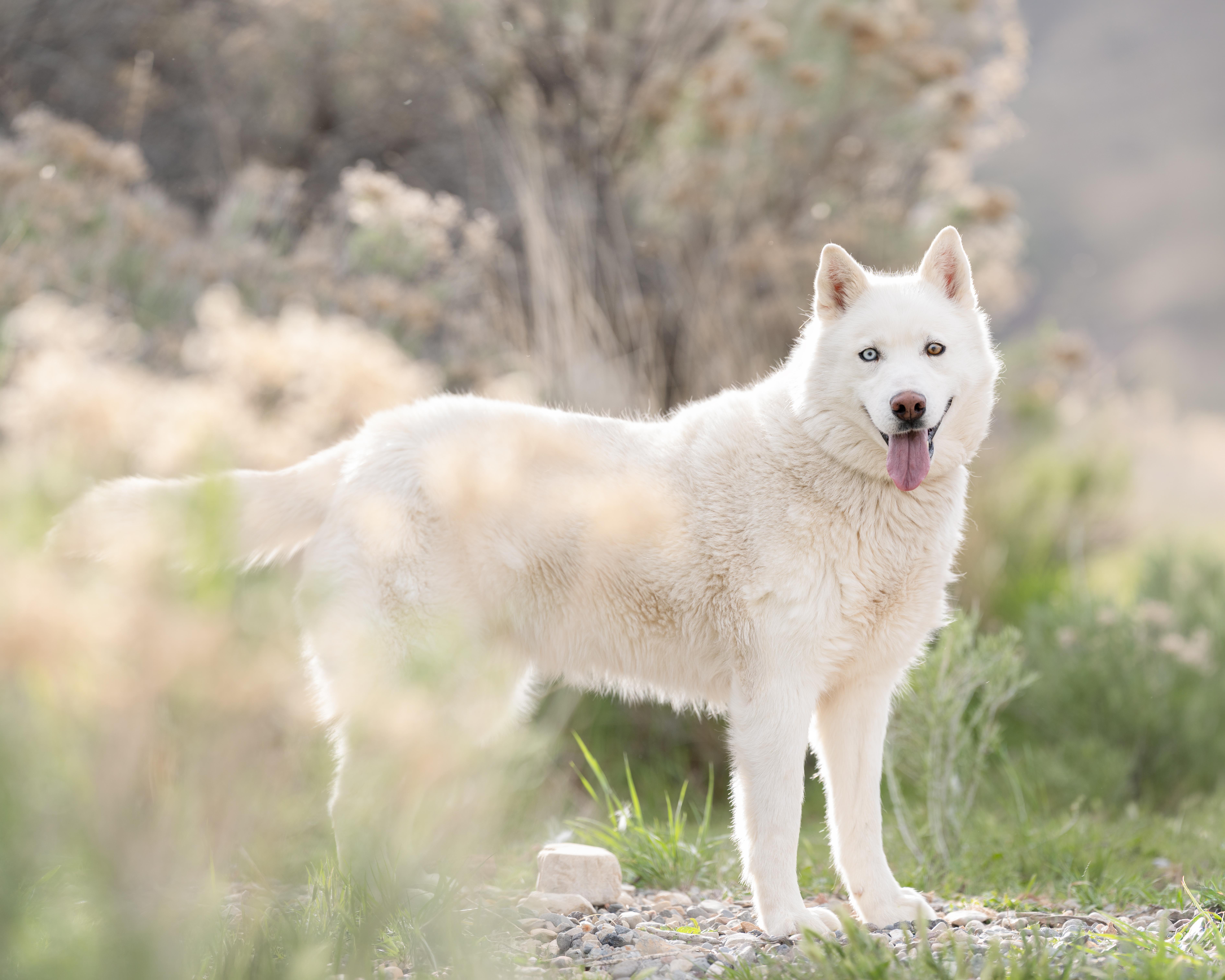Enlarge Ember, a Adoptable Siberian Husky in Cottonwood Heights, UT image 6/6
