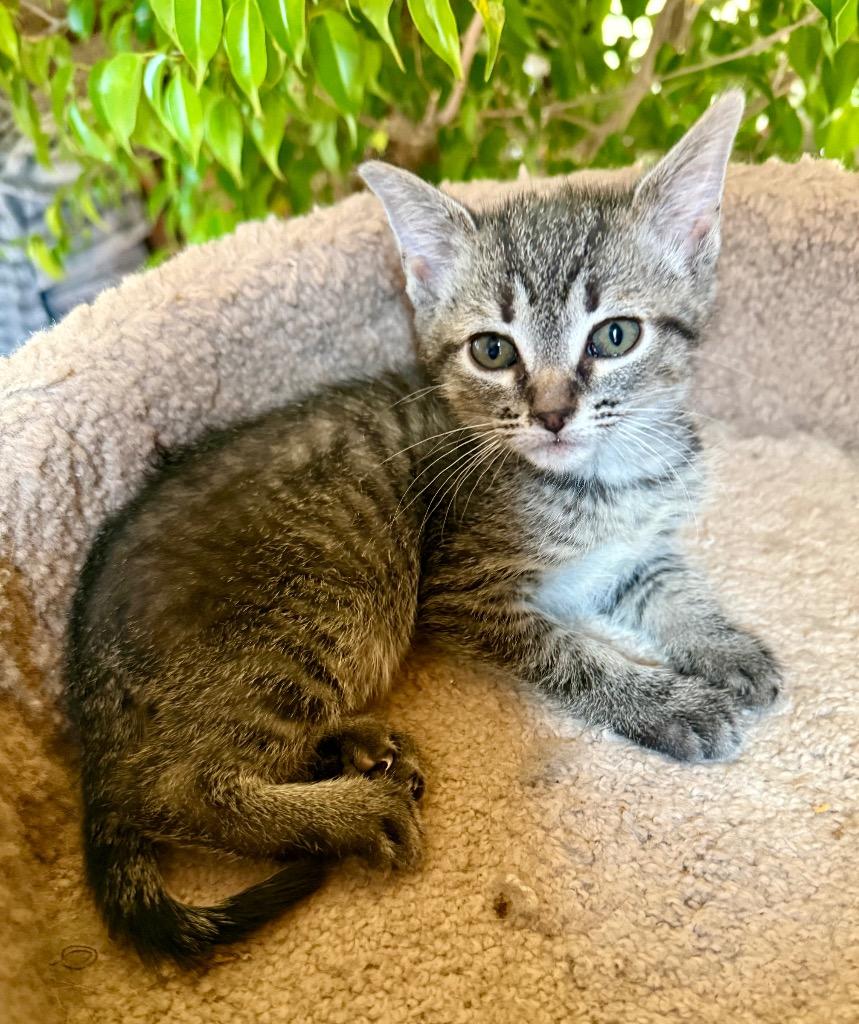 Ally, Adoptable, Kitten Female Domestic Short Hair.