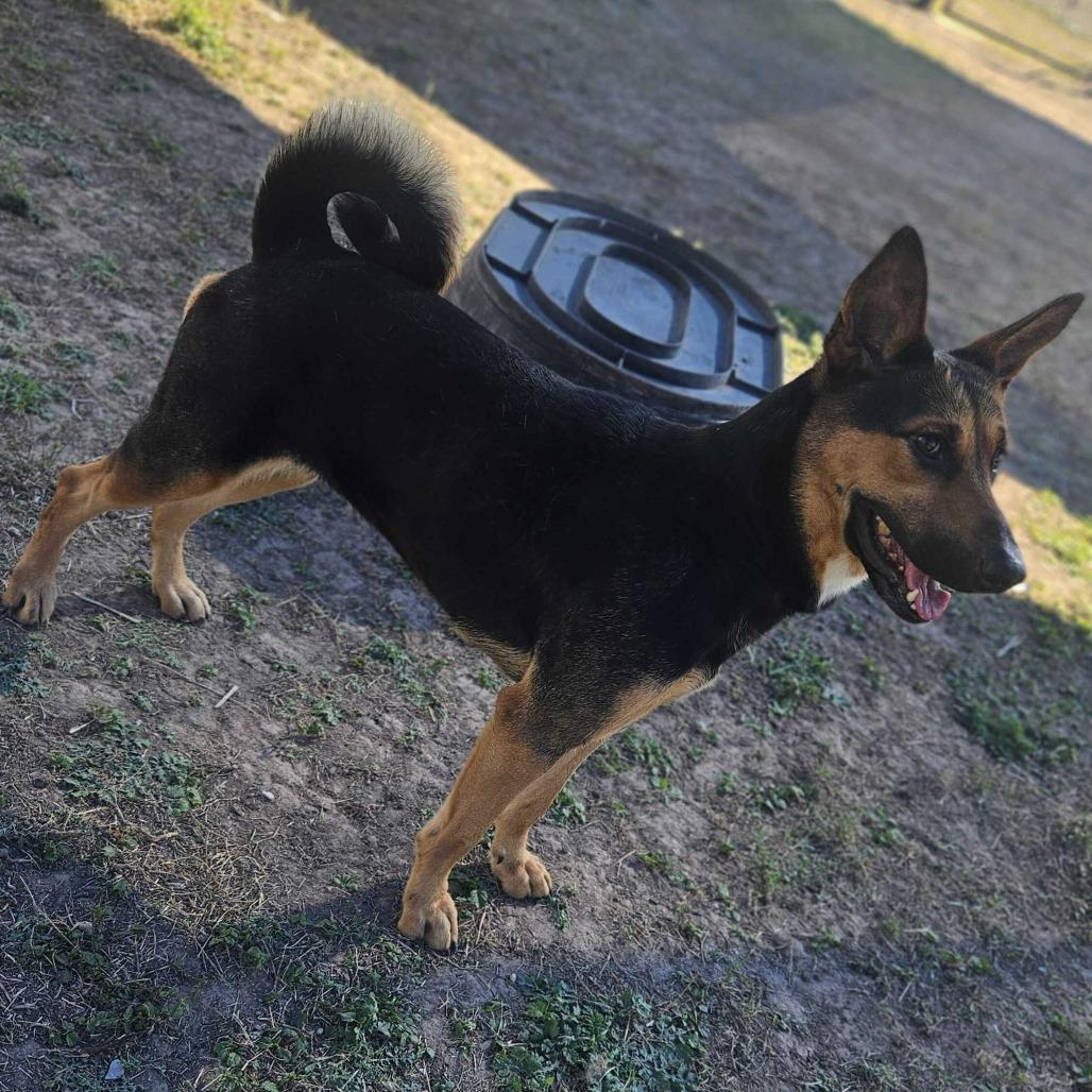 Mirabel, Adoptable, Adult Female Shepherd.