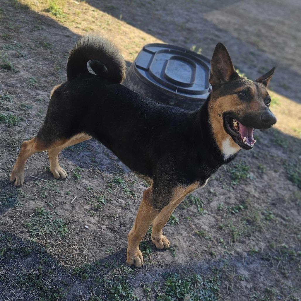 Enlarge Mirabel, a Adoptable Shepherd in Edinburg, TX image 2/5