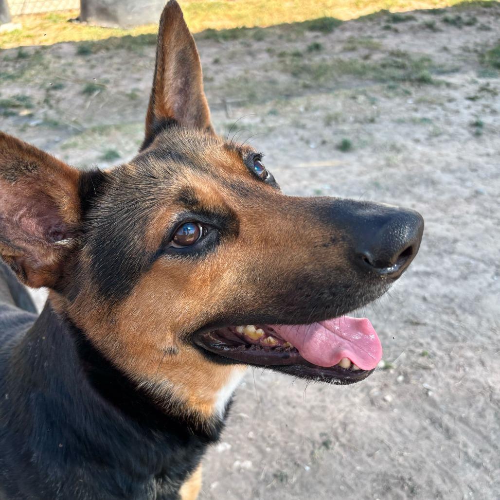 Enlarge Mirabel, a Adoptable Shepherd in Edinburg, TX image 3/6
