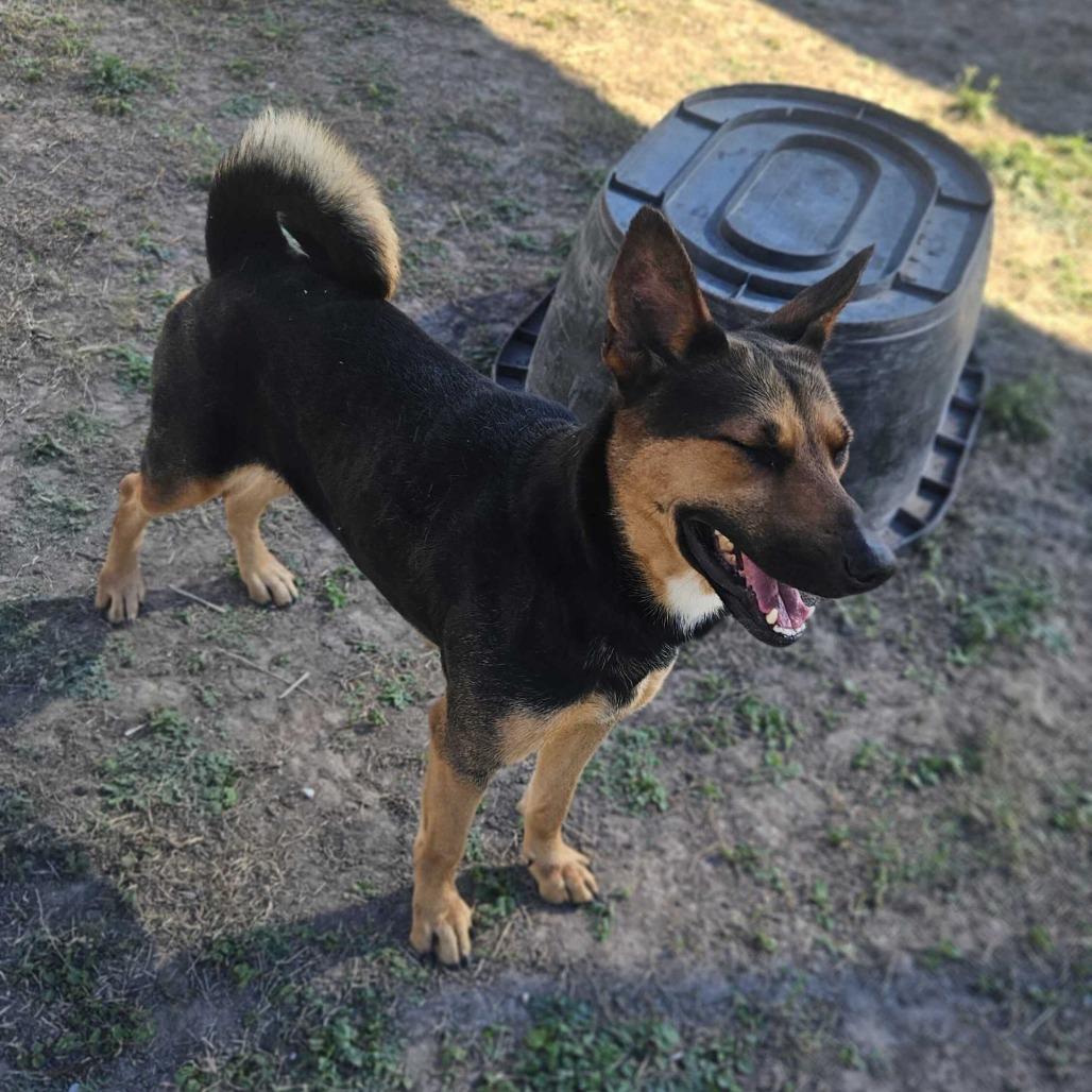 Enlarge Mirabel, a Adoptable Shepherd in Edinburg, TX image 3/5