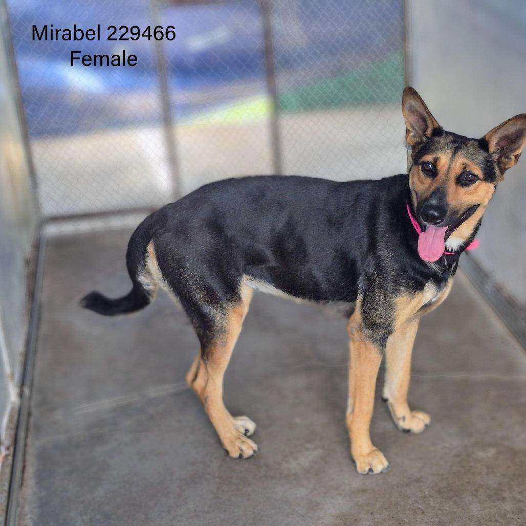 Enlarge Mirabel, a Adoptable Shepherd in Edinburg, TX image 2/2