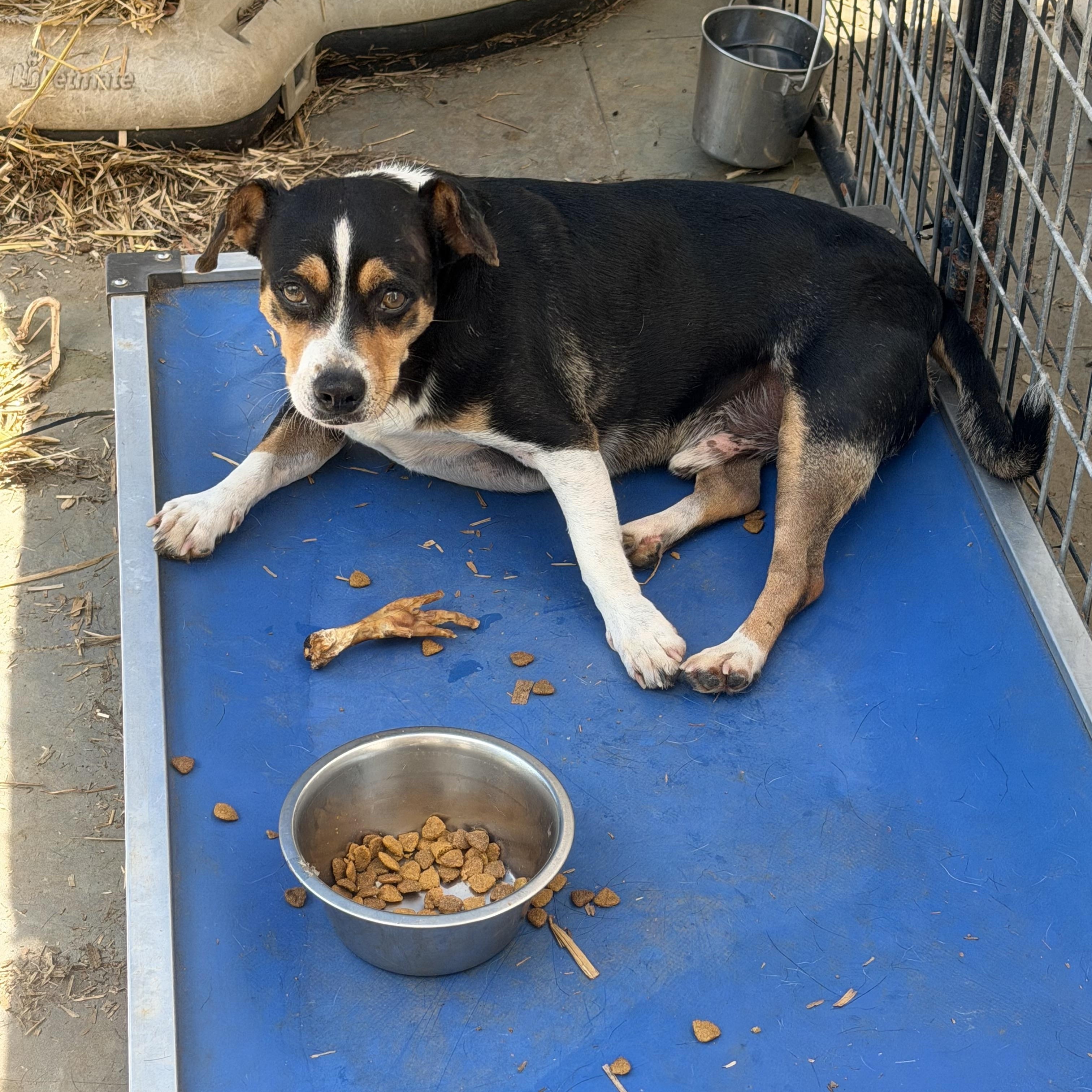 Enlarge Tuck, a ADOPTABLE mixed breed in Bakersville, NC image 3/4