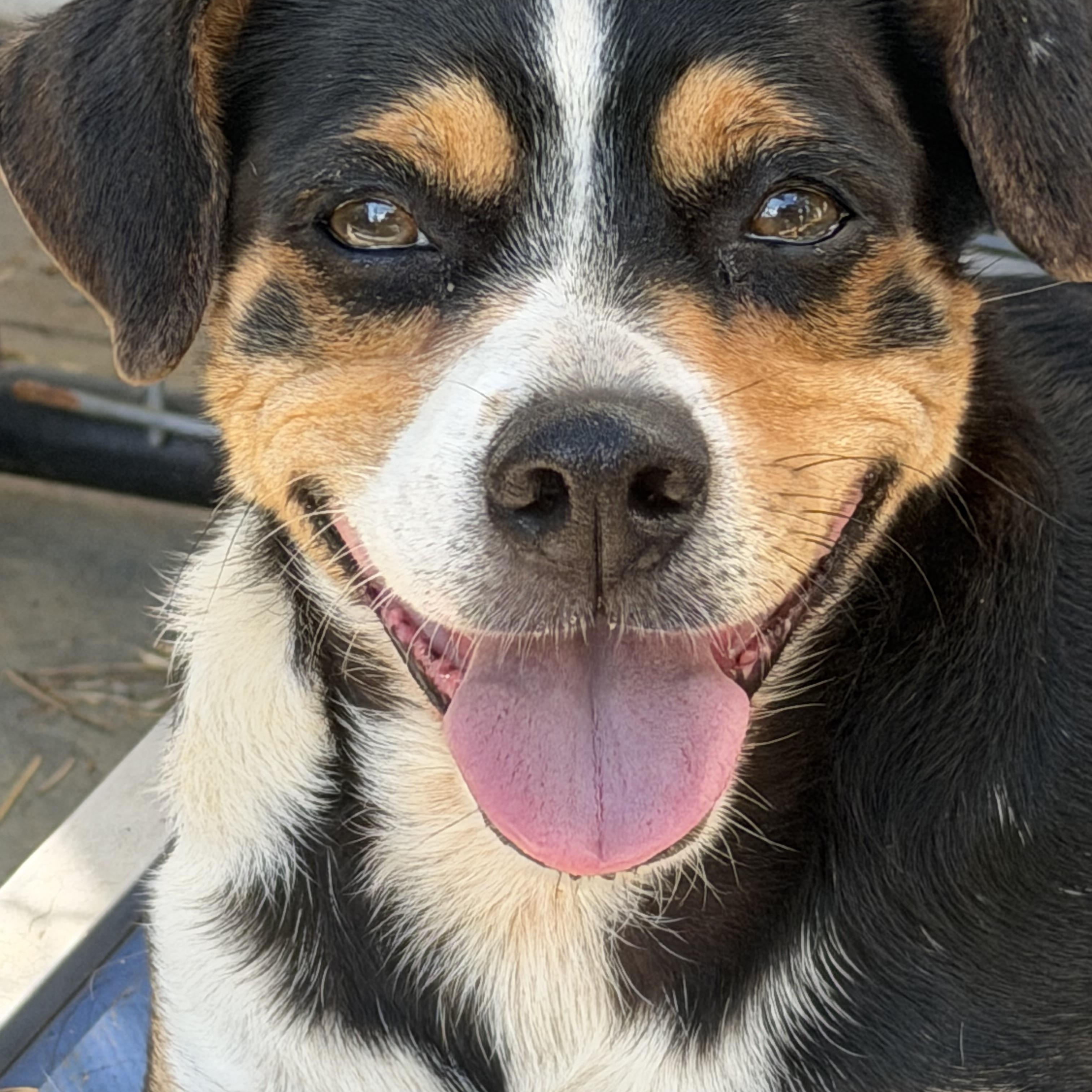 Tuck, ADOPTABLE, Adult Male Rat Terrier & Feist.