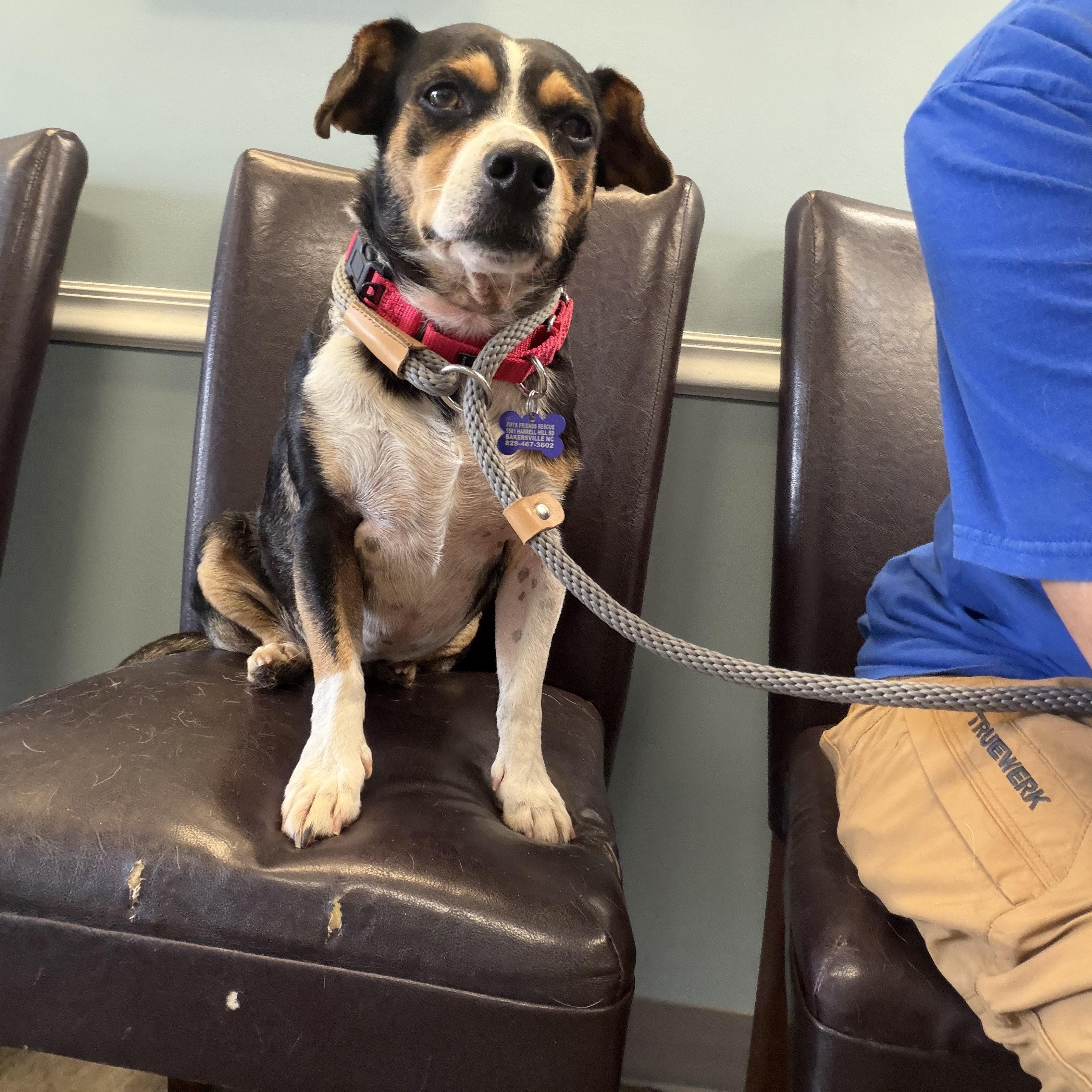 Enlarge Tuck, a ADOPTABLE mixed breed in Bakersville, NC image 2/4