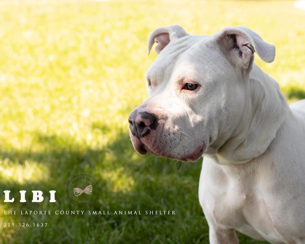 Libi, Adoptable, Young Female Pit Bull Terrier.