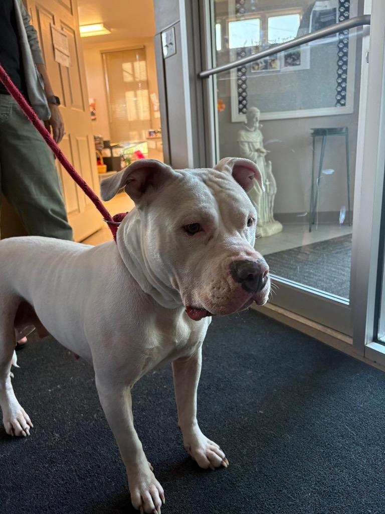 Enlarge Libi, a Adoptable Pit Bull Terrier in La Porte, IN image 2/3