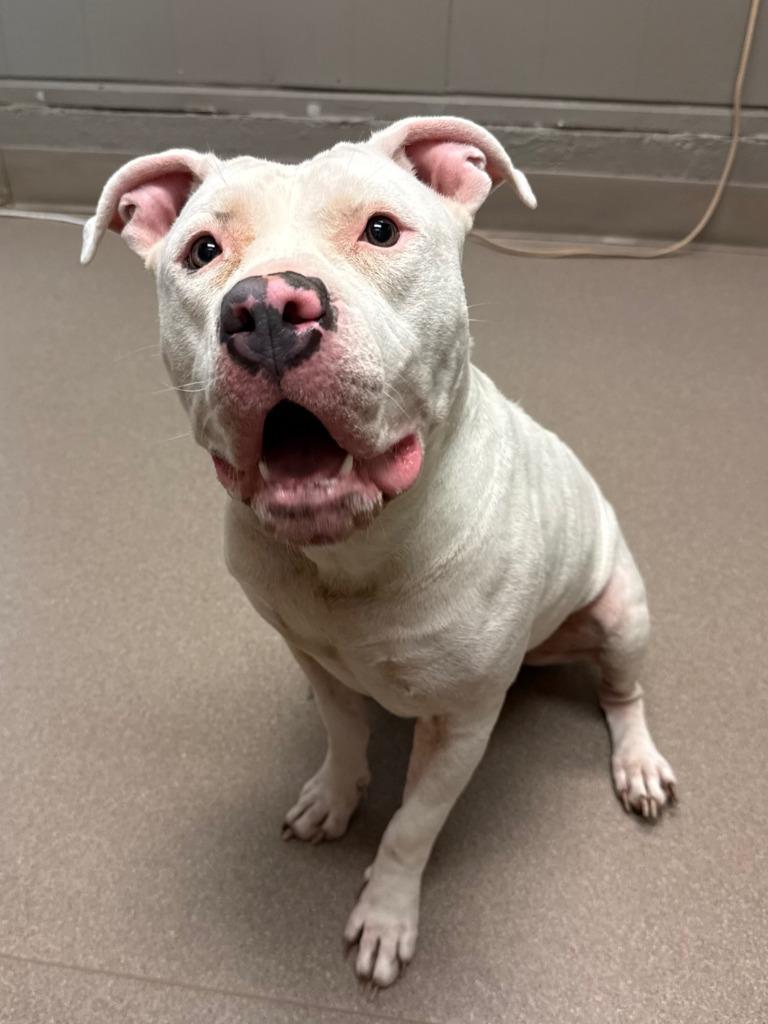 Enlarge Libi, a Adoptable Pit Bull Terrier in La Porte, IN image 3/3