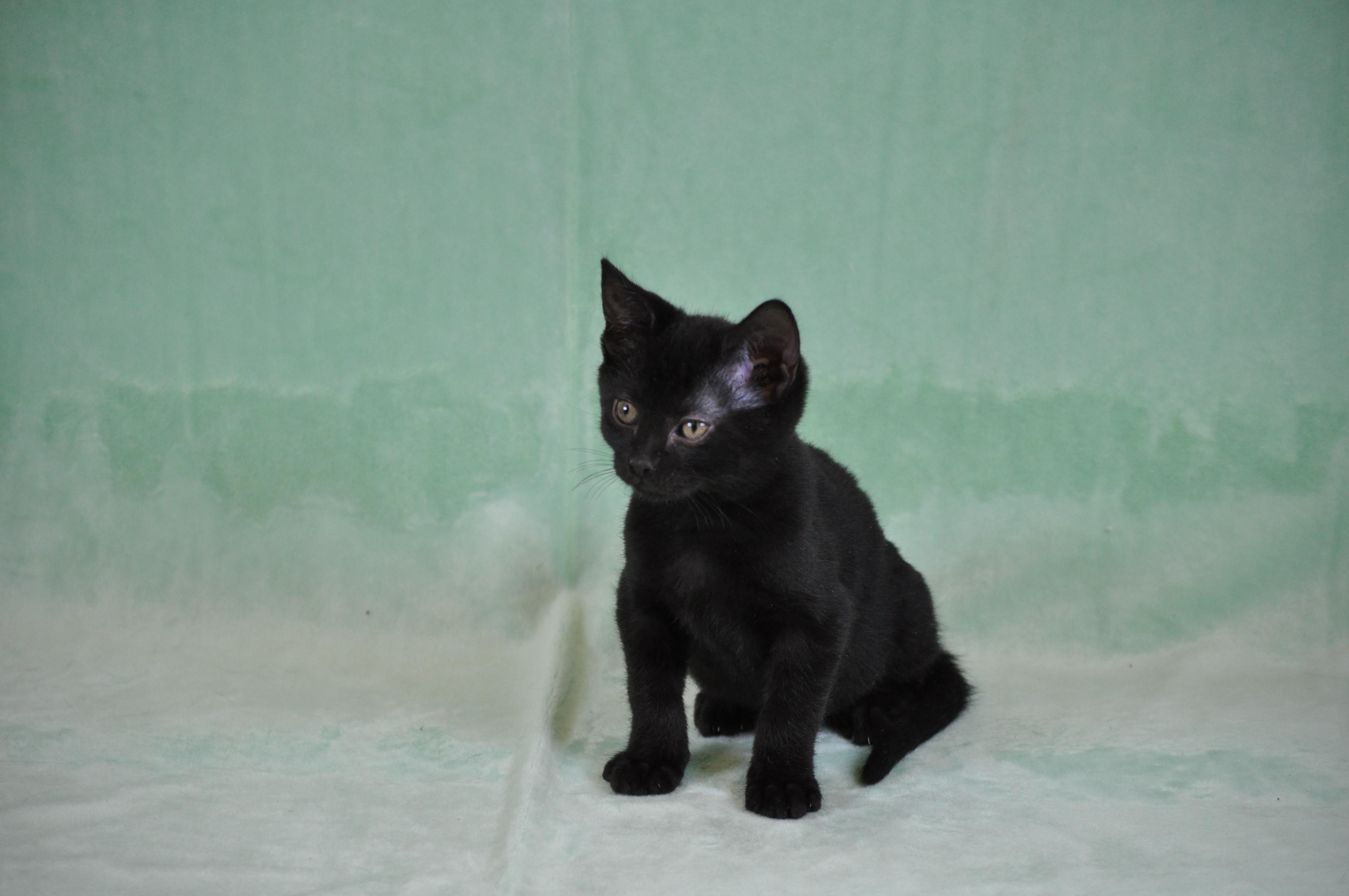Toast, a ADOPTABLE mixed breed in Union Gap, WA image 5/5