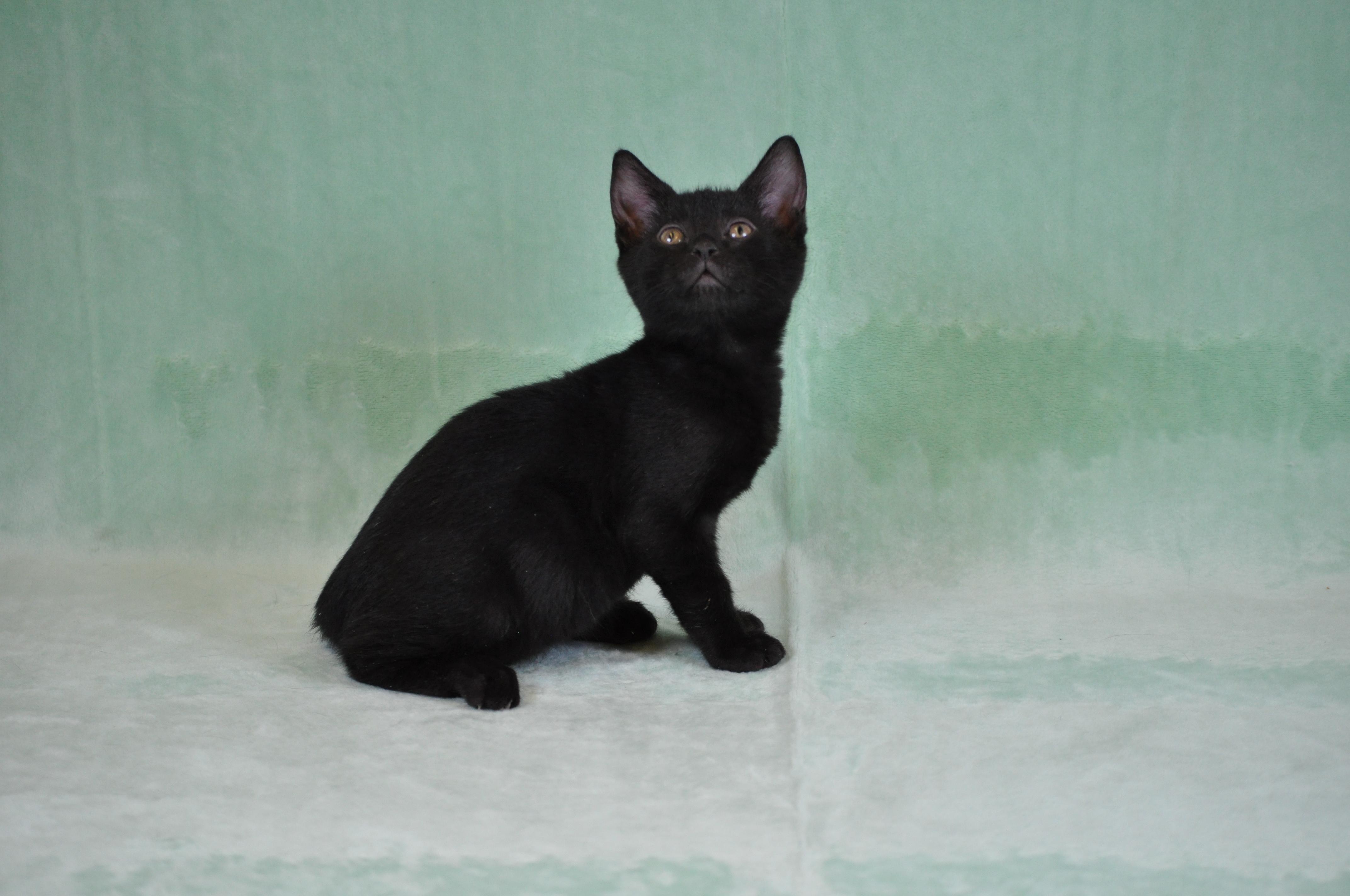 Toast, a ADOPTABLE mixed breed in Union Gap, WA image 3/5