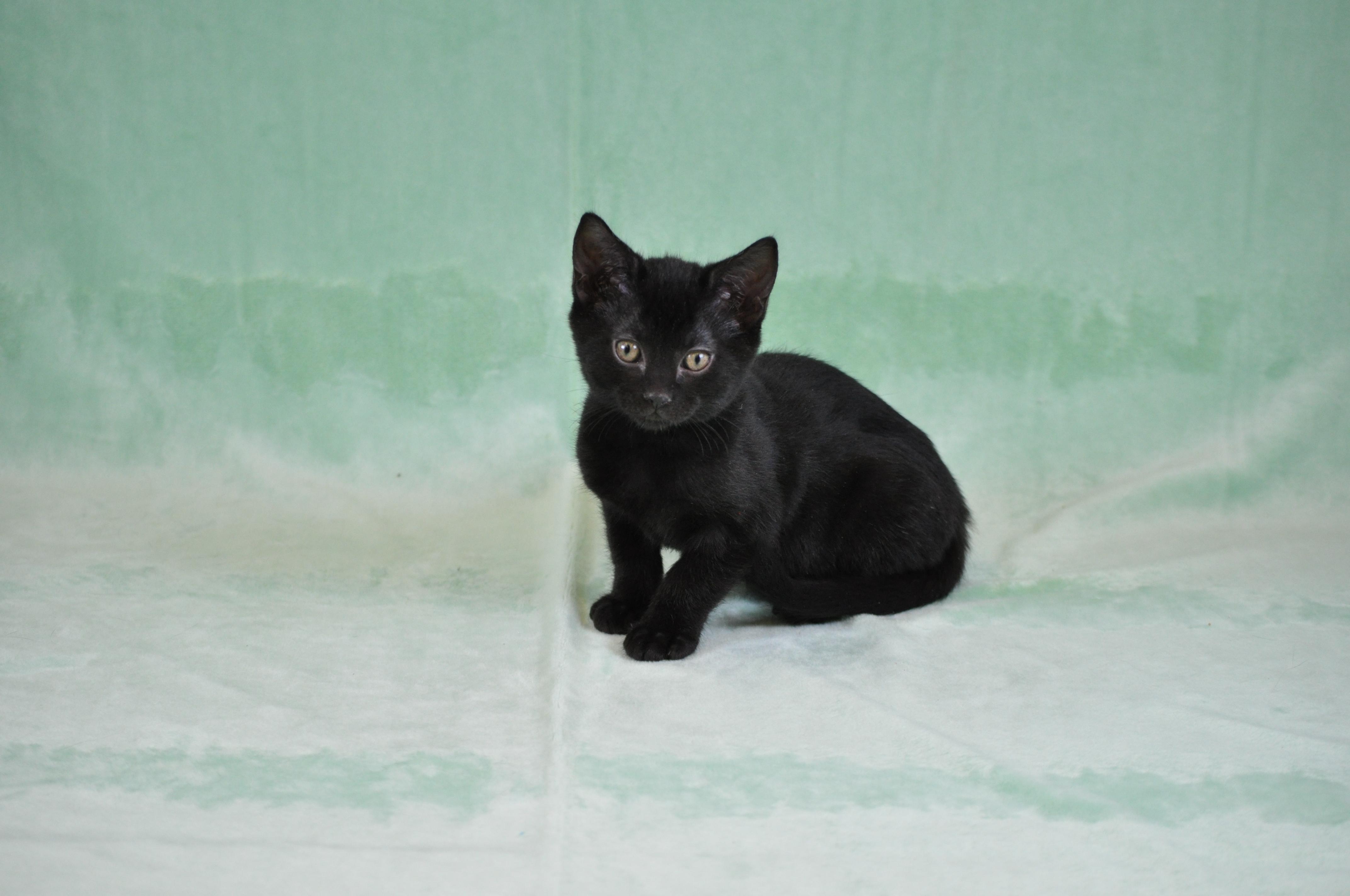 Toast, ADOPTABLE, Kitten Male Domestic Short Hair.