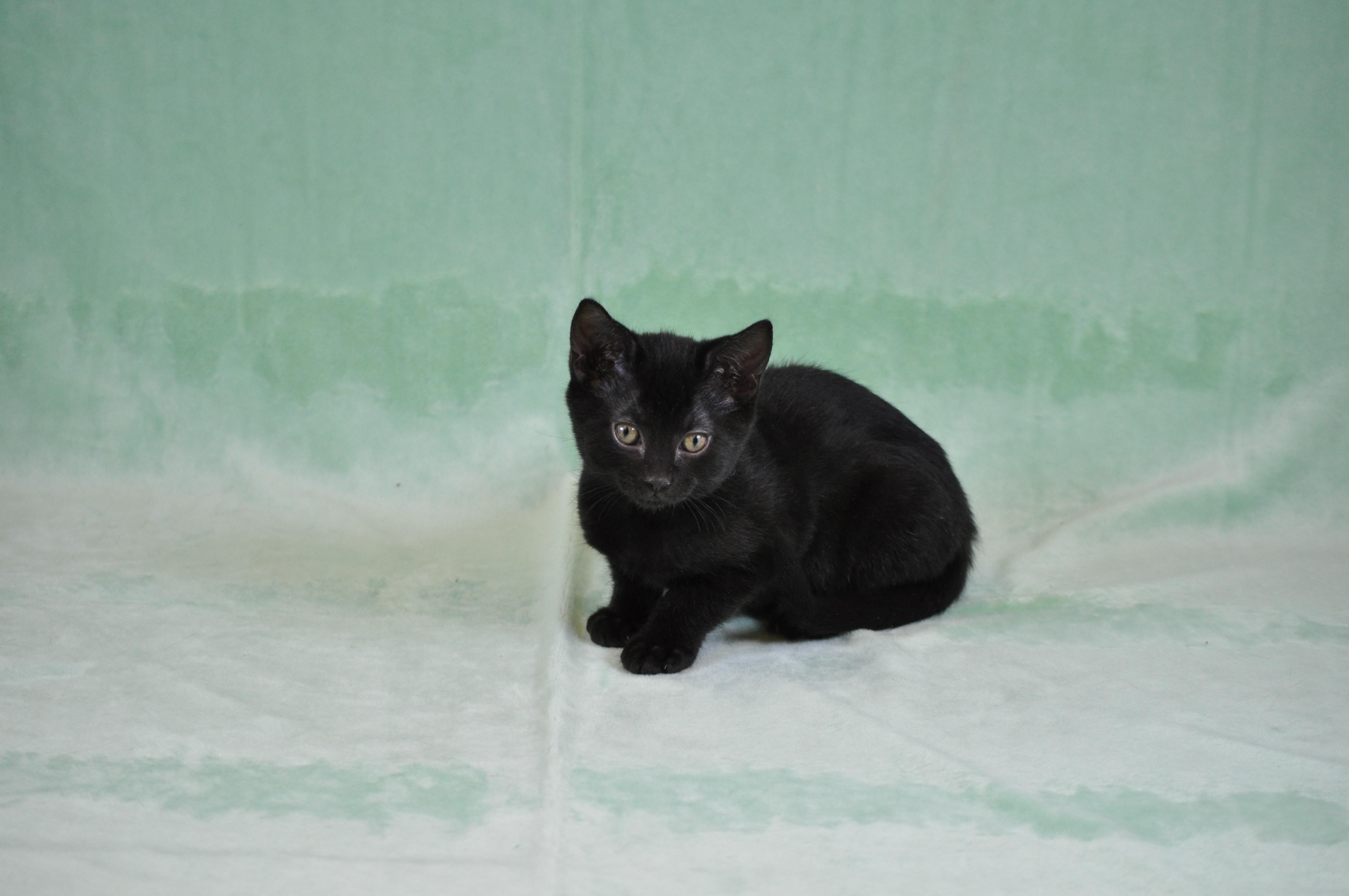 Toast, a ADOPTABLE mixed breed in Union Gap, WA image 4/5