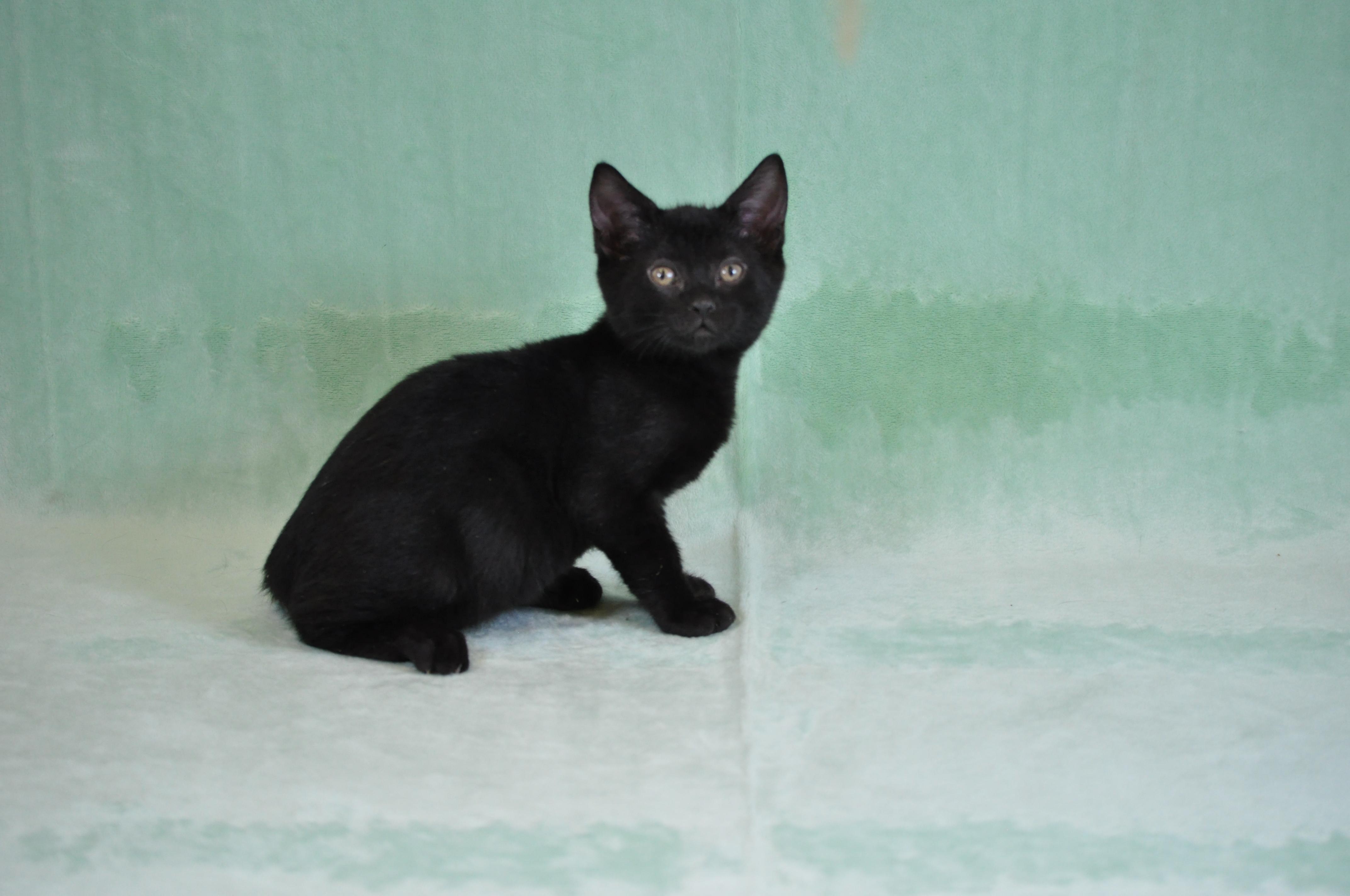 Toast, a ADOPTABLE mixed breed in Union Gap, WA image 2/5