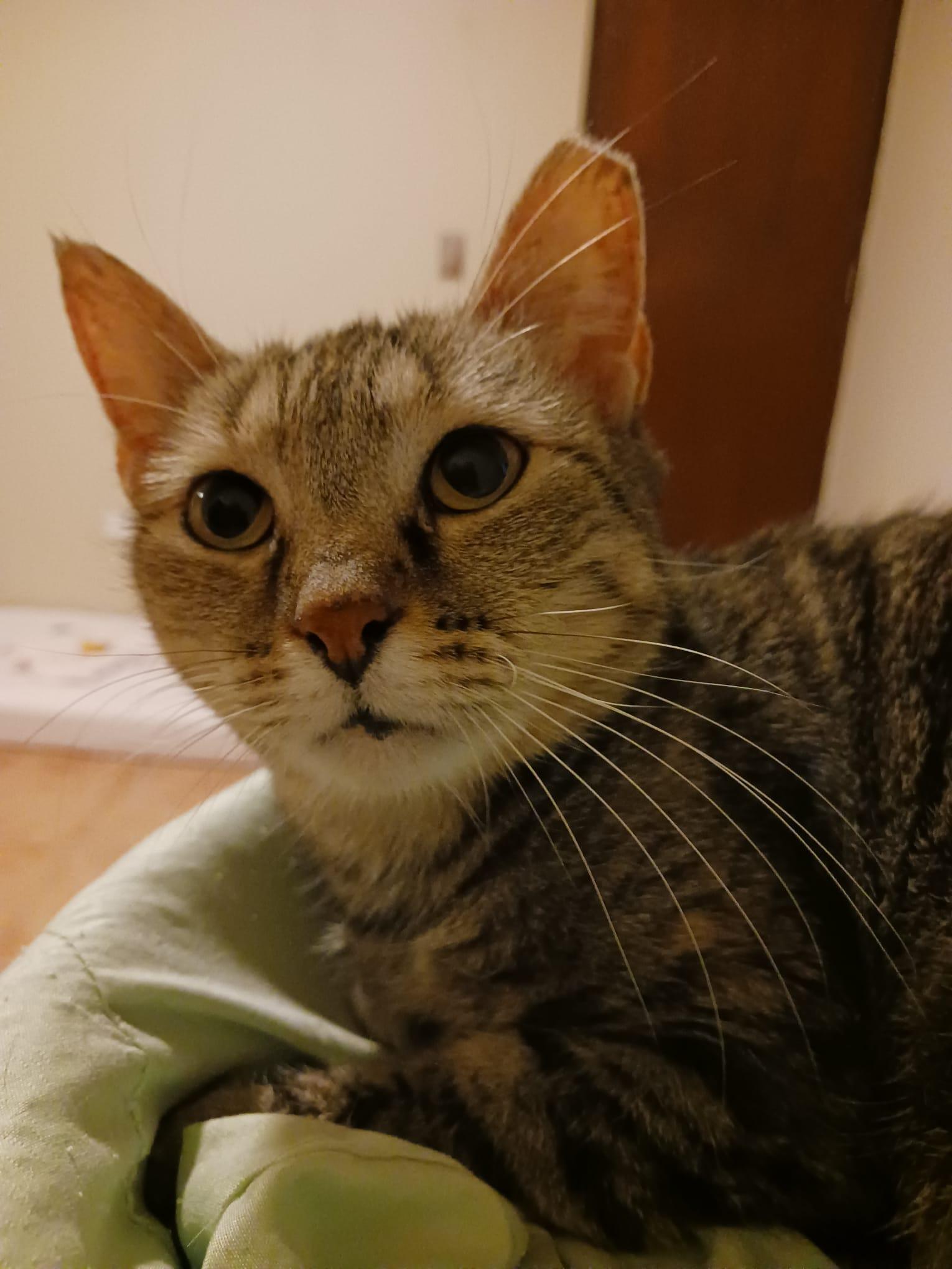 Ojitos, a Adoptable Domestic Short Hair in East Boston, MA image 2/6