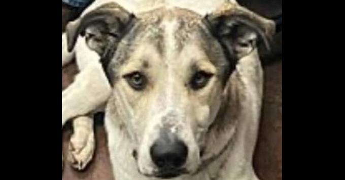 Rocky, Adoptable, Young Male Shepherd & Great Pyrenees.