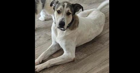 Enlarge Rocky, a Adoptable mixed breed in Dallas, TX image 2/6