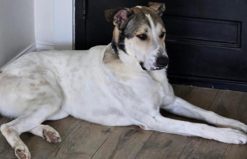 Enlarge Rocky, a Adoptable mixed breed in Dallas, TX image 3/6