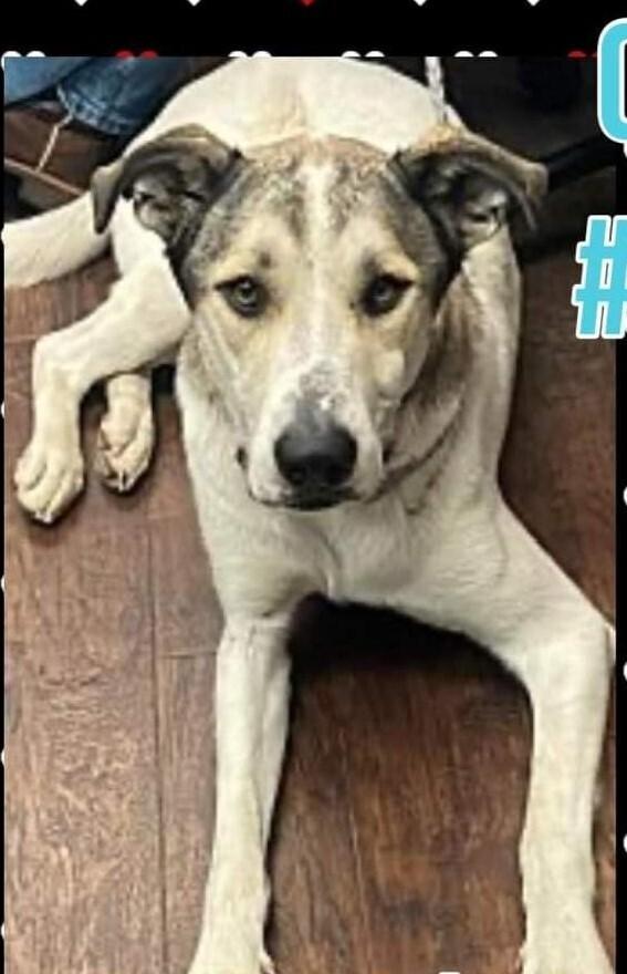 Enlarge Rocky, a Adoptable mixed breed in Dallas, TX image 4/6